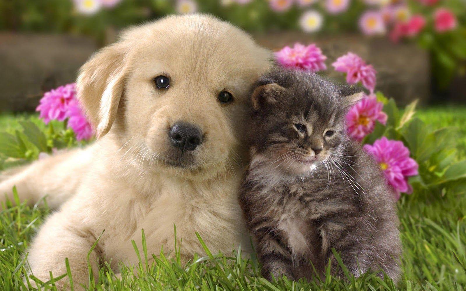Download Animal Cute Cat And Dog Cuddling Cats Dogs Wallpaper