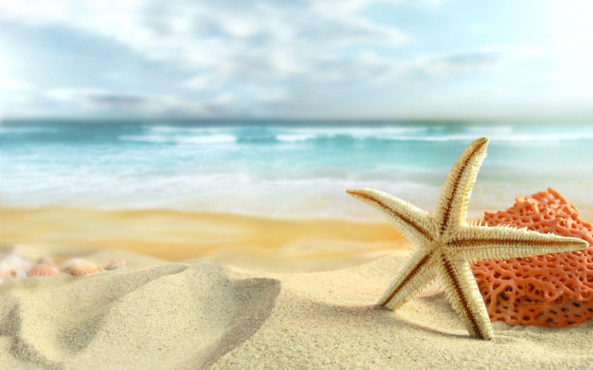 Starfish On The Beach HD dimensions desktop photo