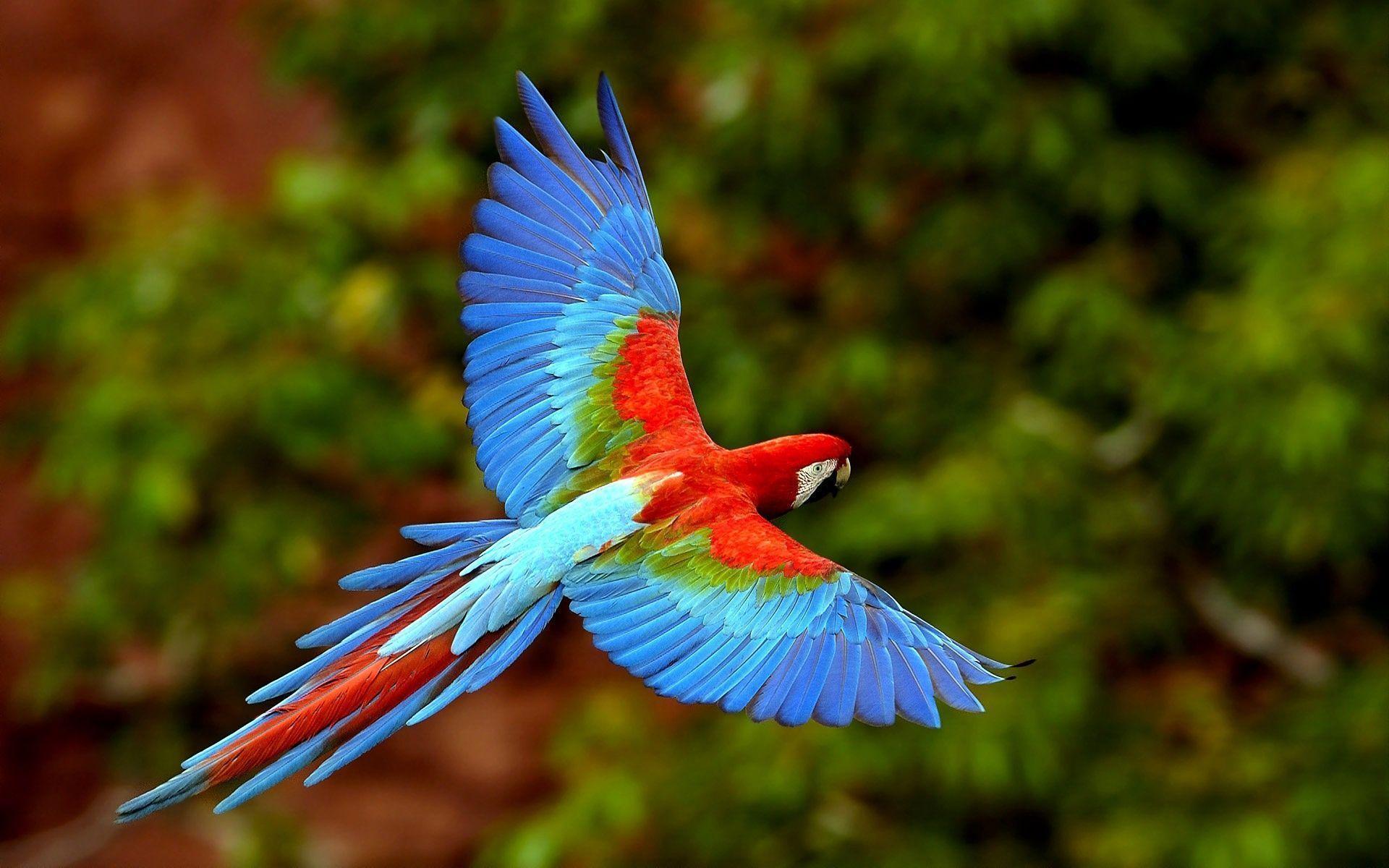 Parrot at flight background in 1920x1200 resolution. HD