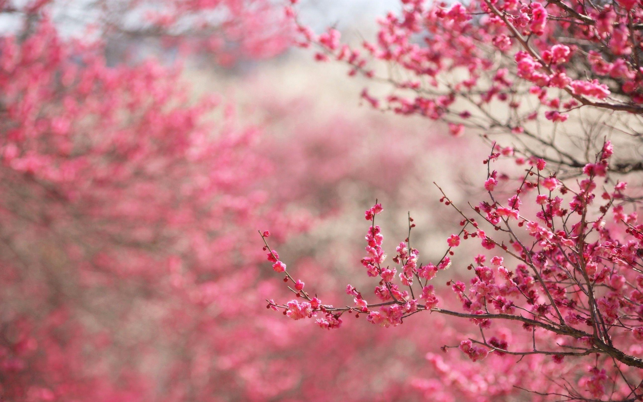 image For > Pink Trees Wallpaper