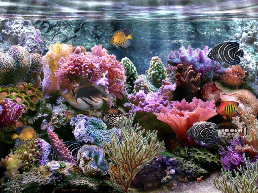 Coral Reef Wallpaper Widescreen, wallpaper, Coral Reef Wallpaper