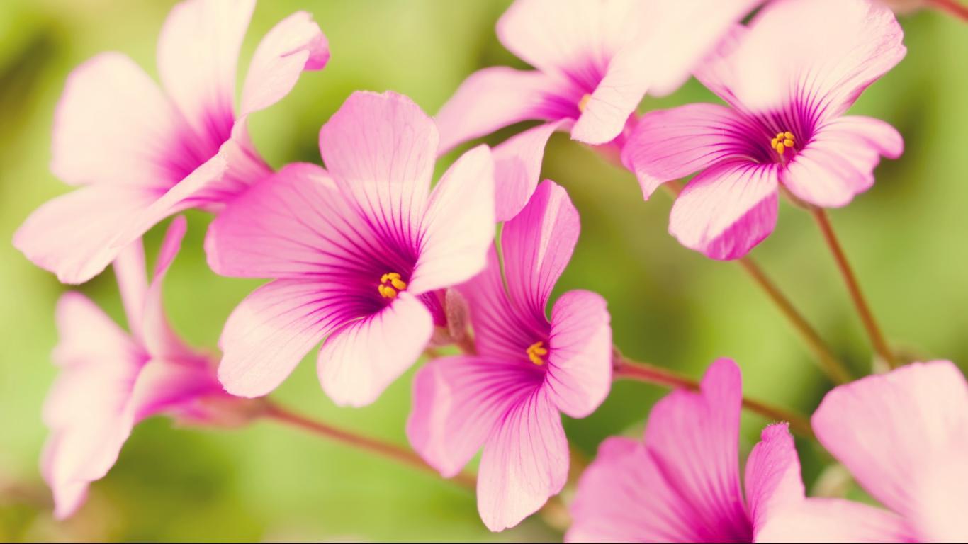 Pink Iris Flower Petals Picture free wallpaper 1366x768 HD