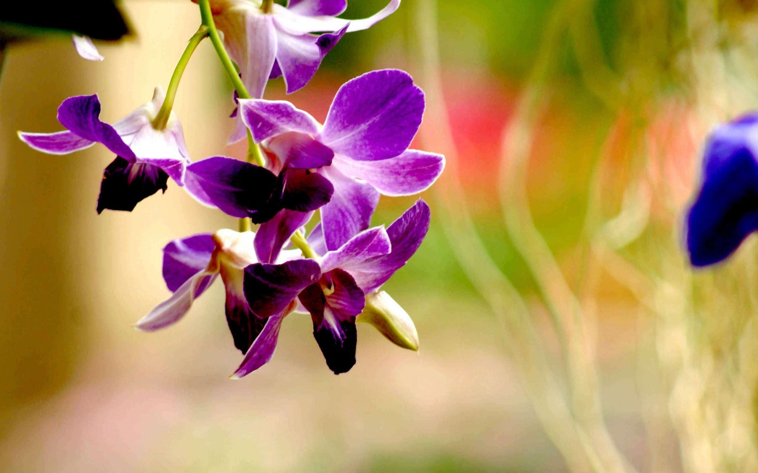 Wallpaper For > Blue And Purple Orchid Wallpaper