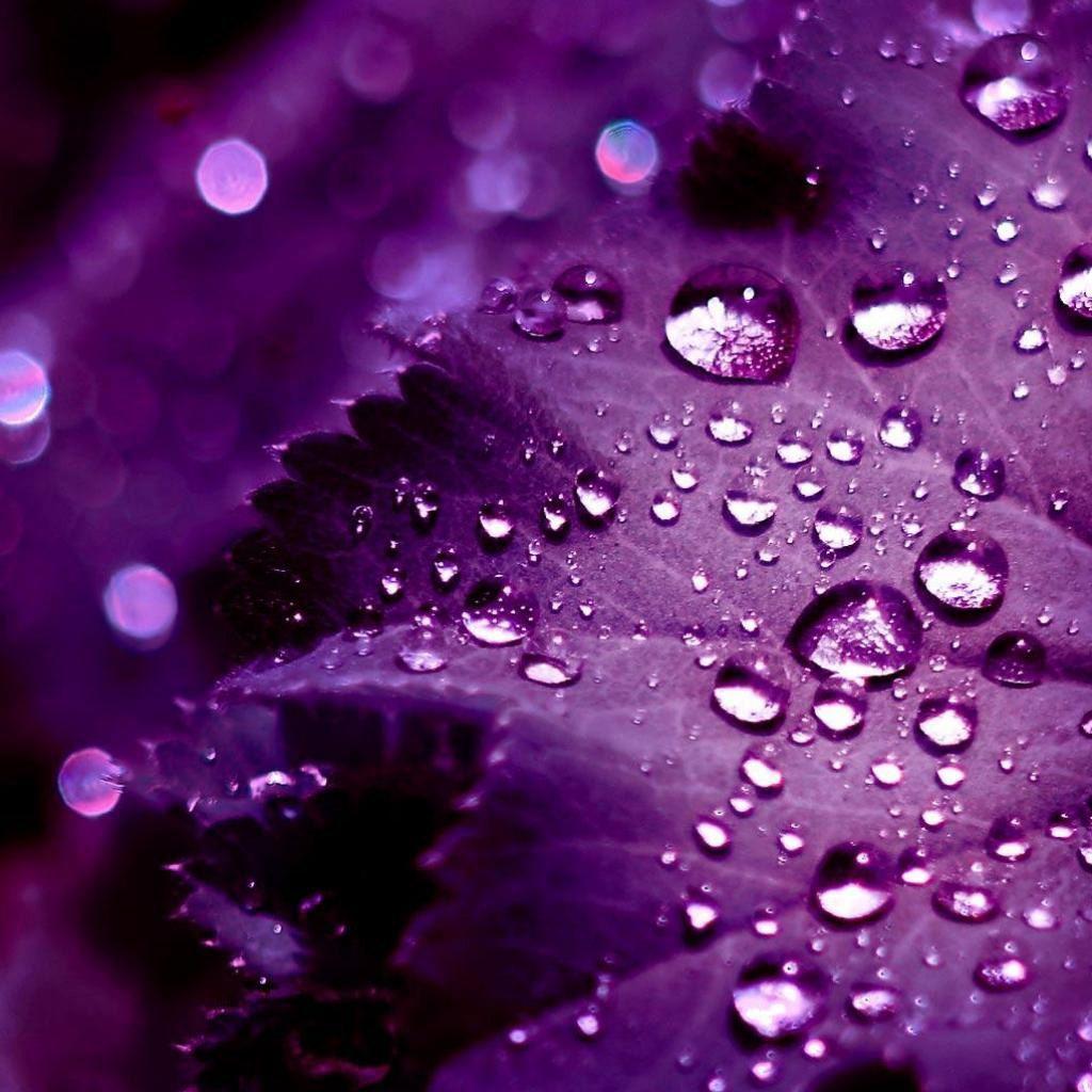 Purple leaves iPad background