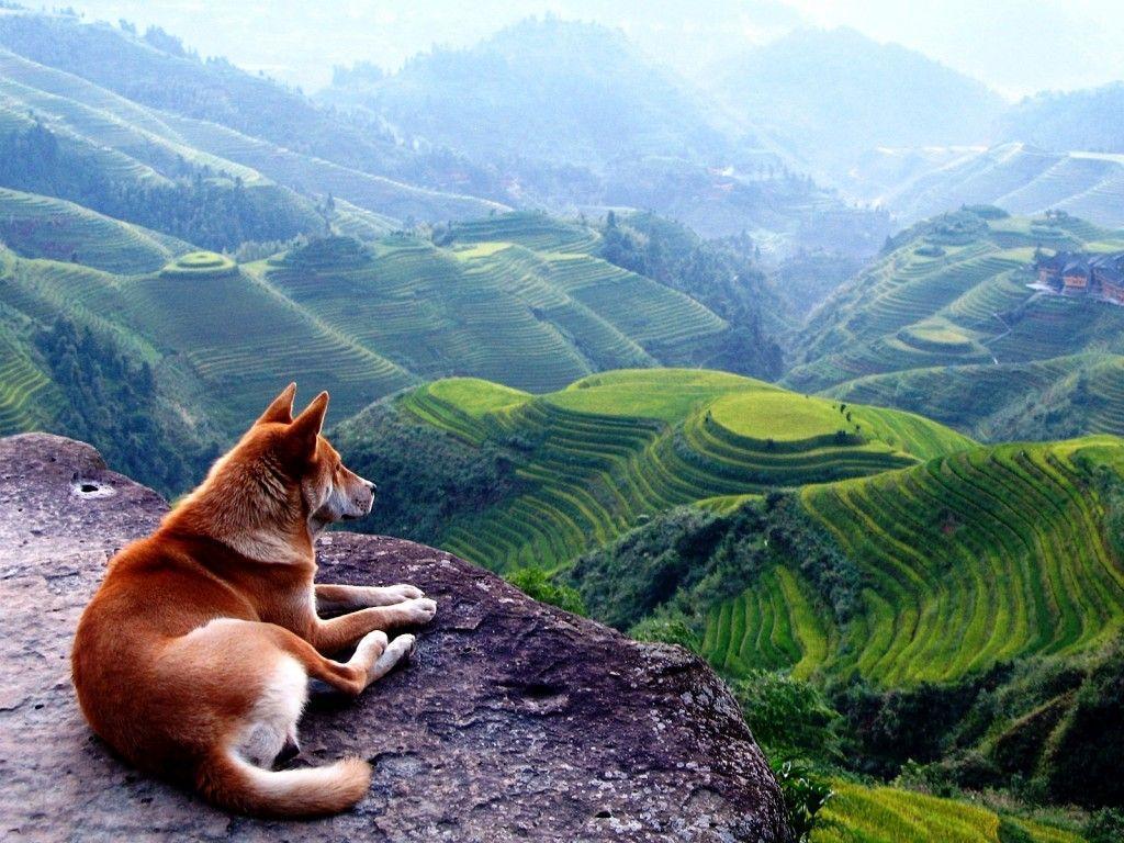 Dog On Beautiful Landscape Picture HD Wallpaper