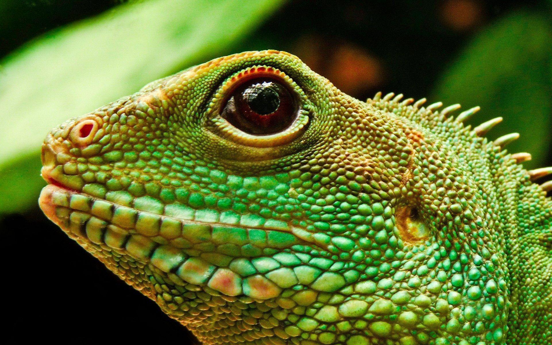 Let&;s Celebrate National Iguana Awareness Day!