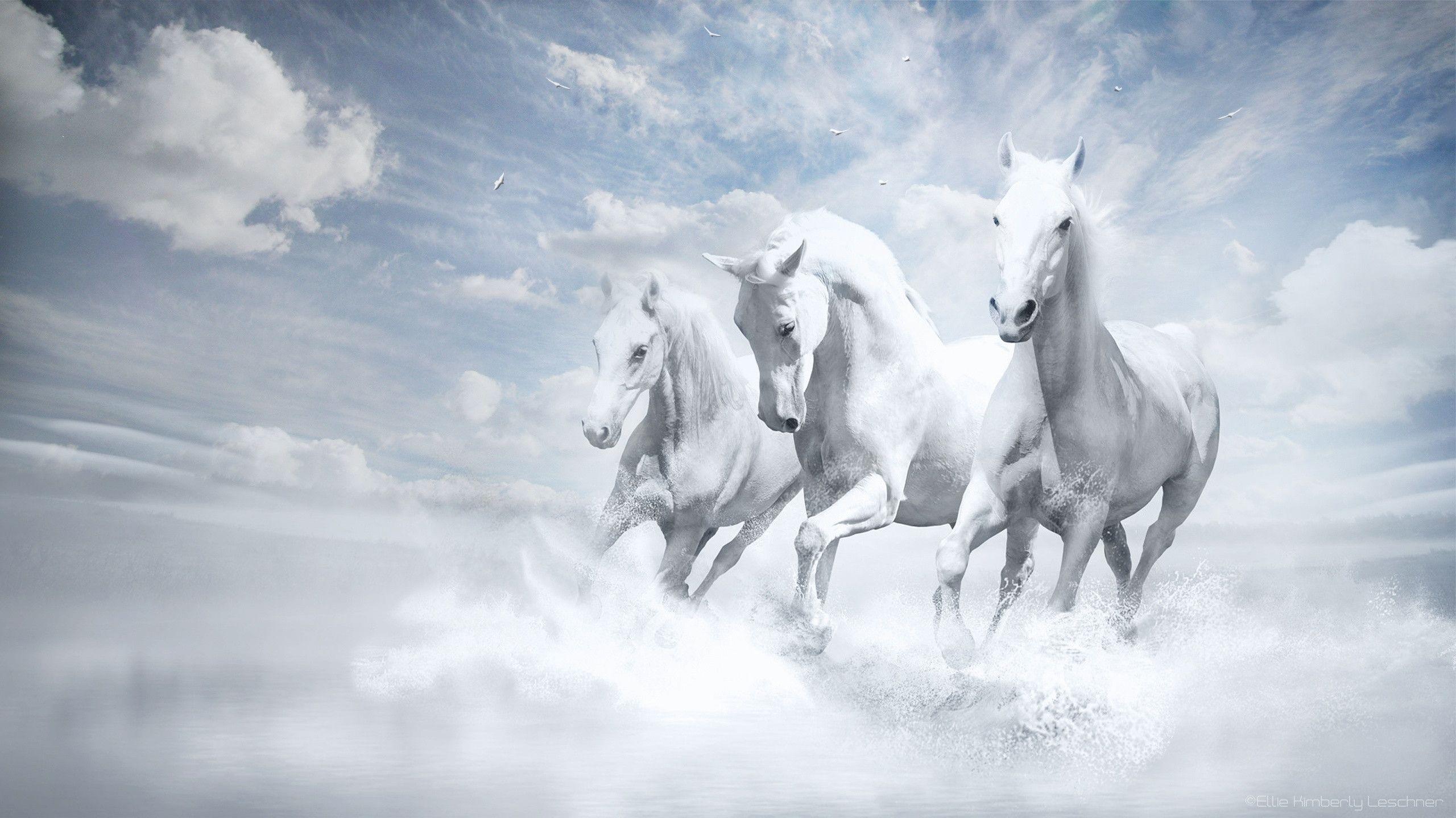 white horses animal wallpaper. Desktop Background for Free HD