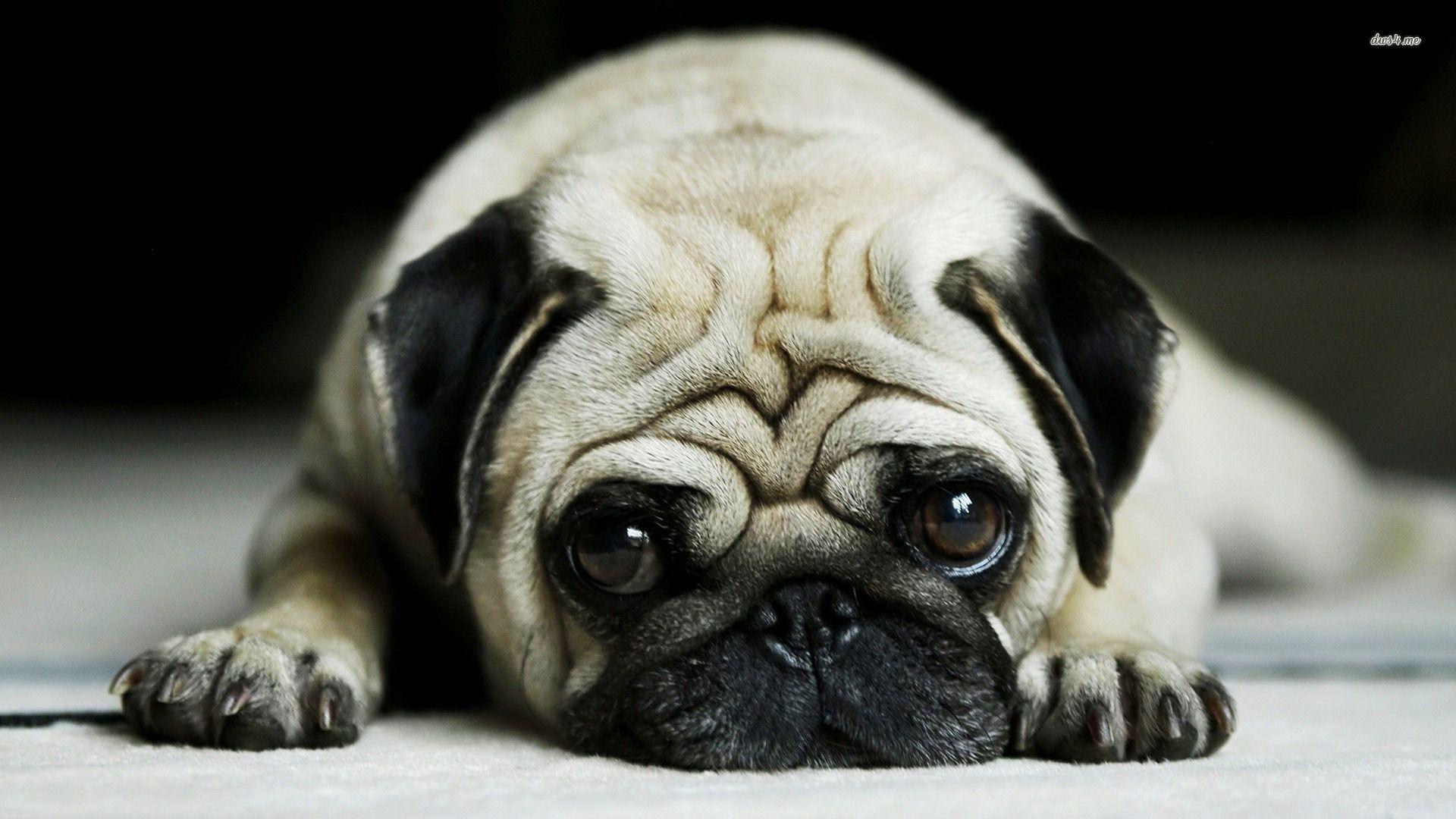 image For > Cute Pug Wallpaper