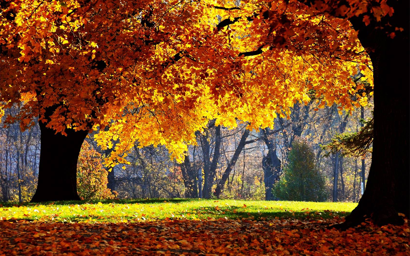 Autum Wallpapers Wallpaper Cave