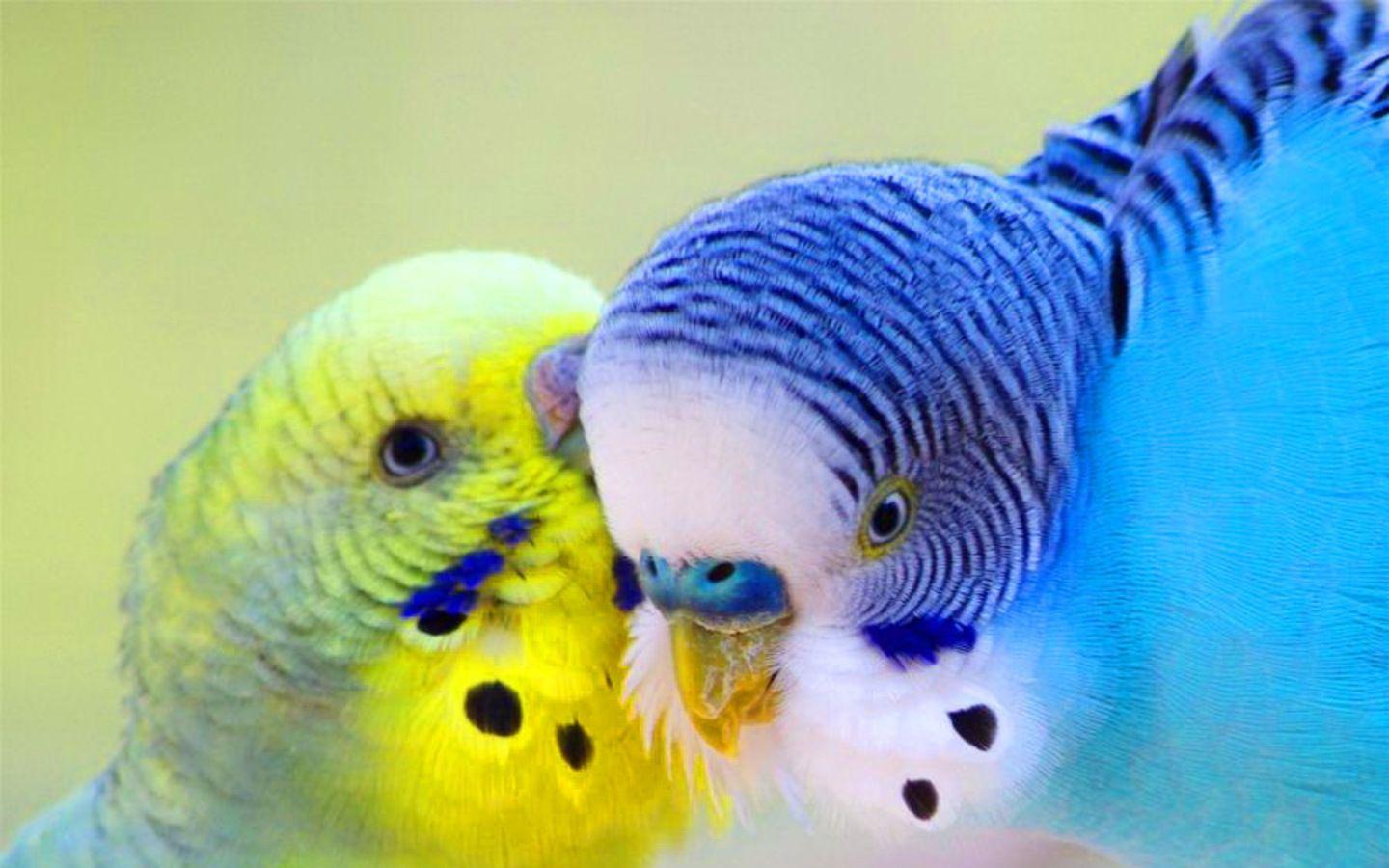 Parrot Wallpapers Free Download