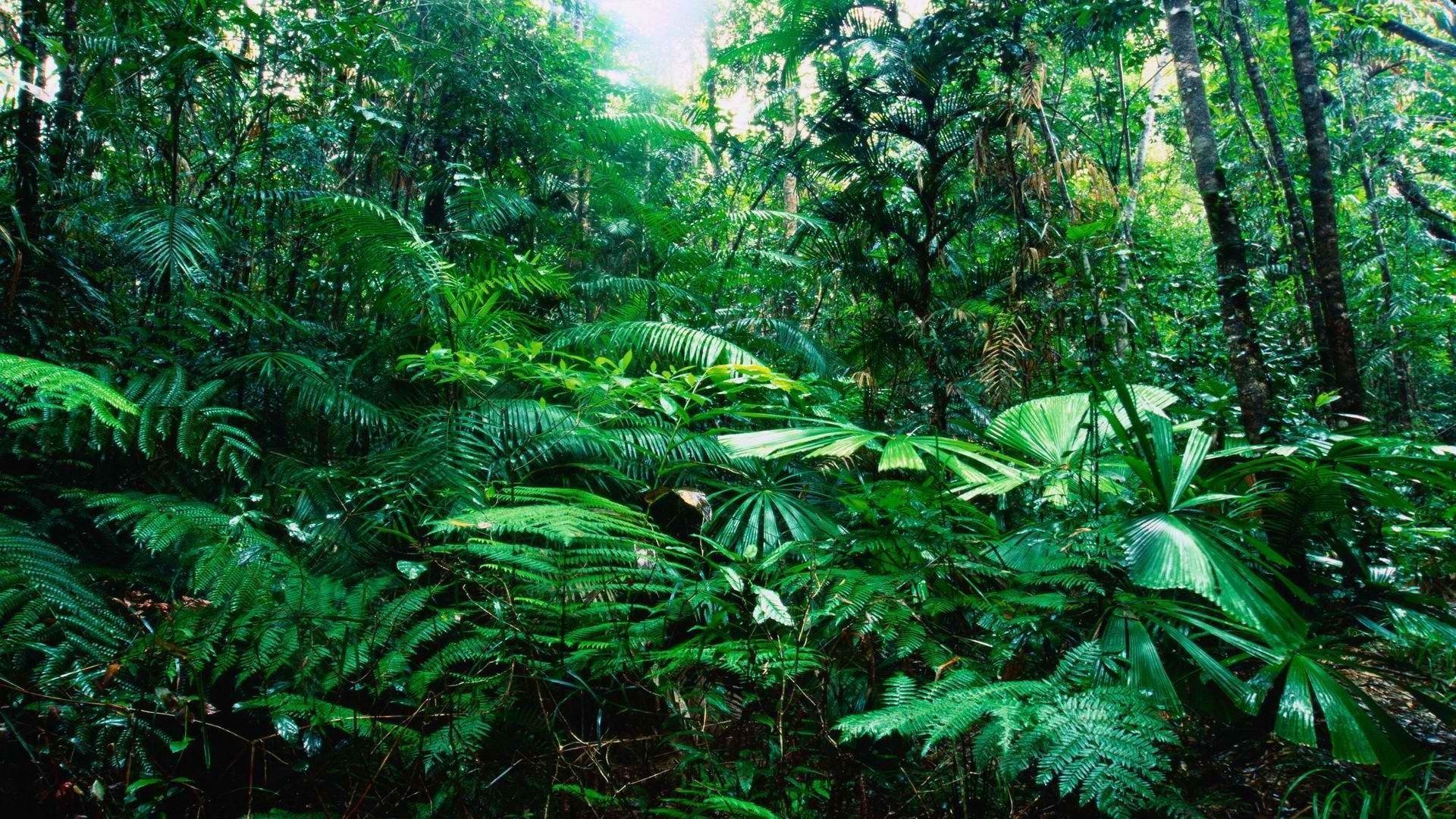 Tropical Rainforest wallpaper