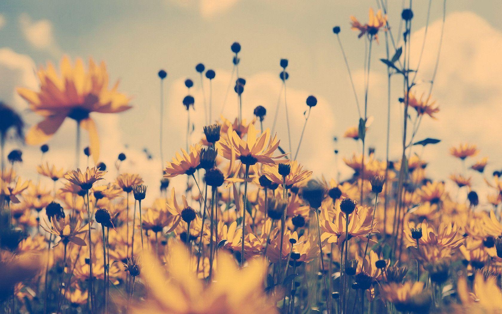 Vintage Sunflowers Wallpaper. Download High Quality Resolution
