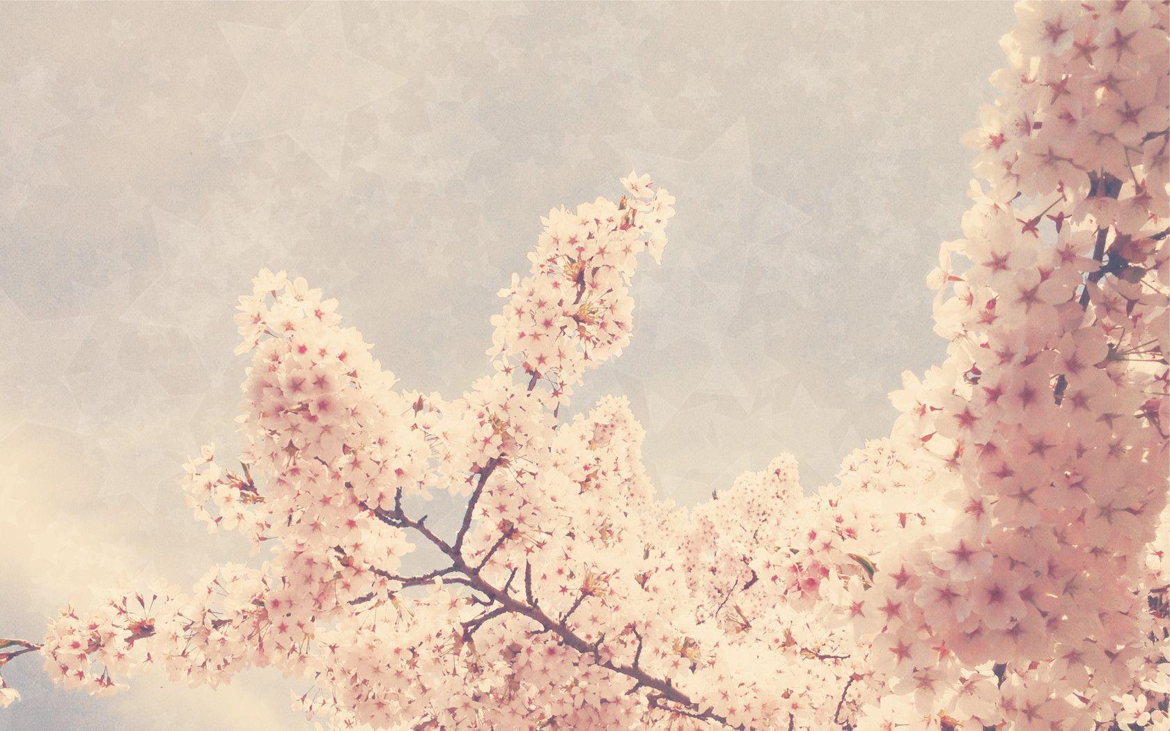 Blossoms Cherry Texture