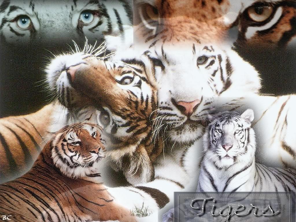 Cat Wallpaper Cats Wallpaper