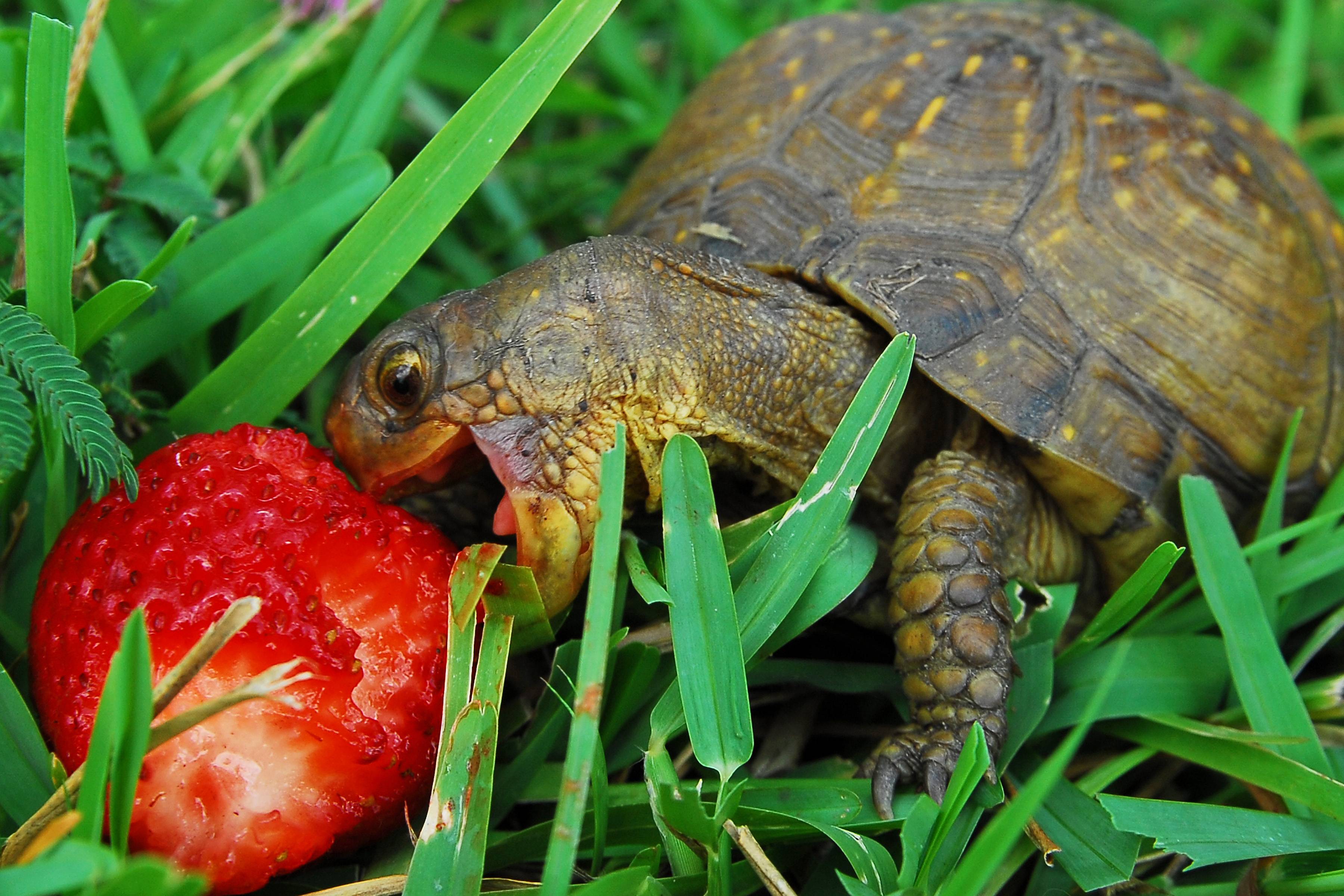 Turtle Wallpapers Wallpaper Cave
