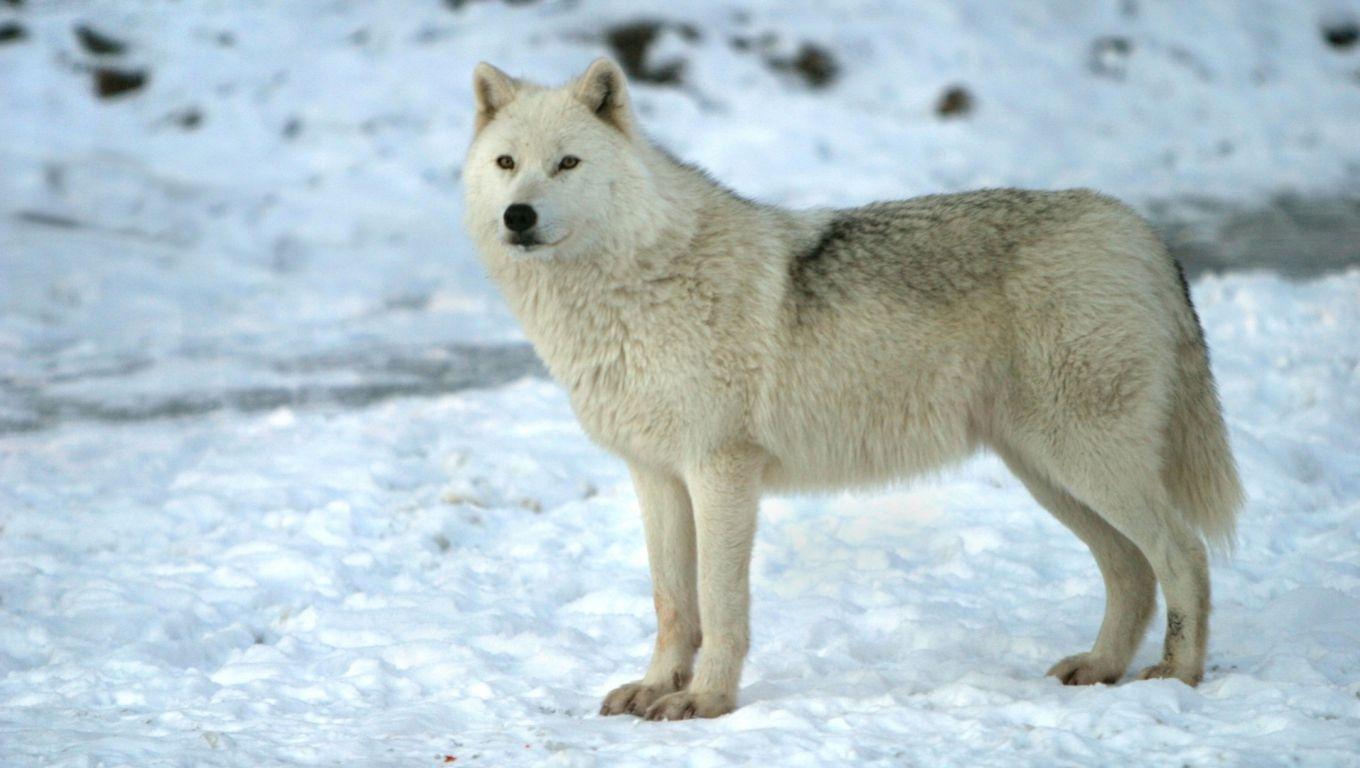 Desktop arctic wolf picture