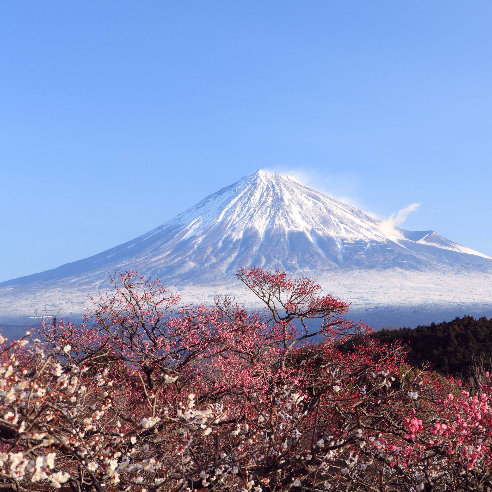 Mt Fuji Japan At Golden Hour Hd Wallpaper Wallpaper Flare Gambaran