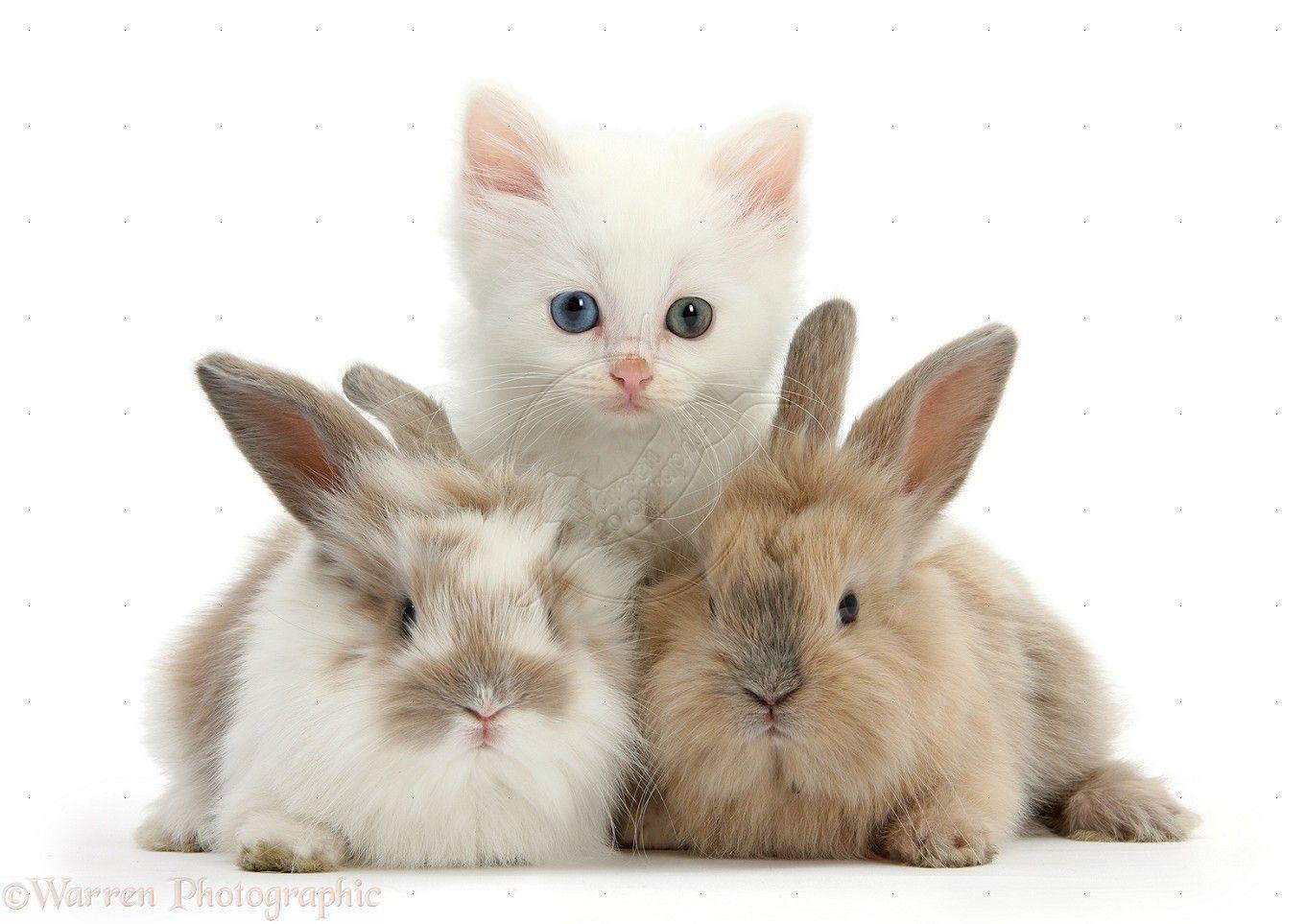 Cute Kittens and Bunnies HD Wallpaper For Desktop Background