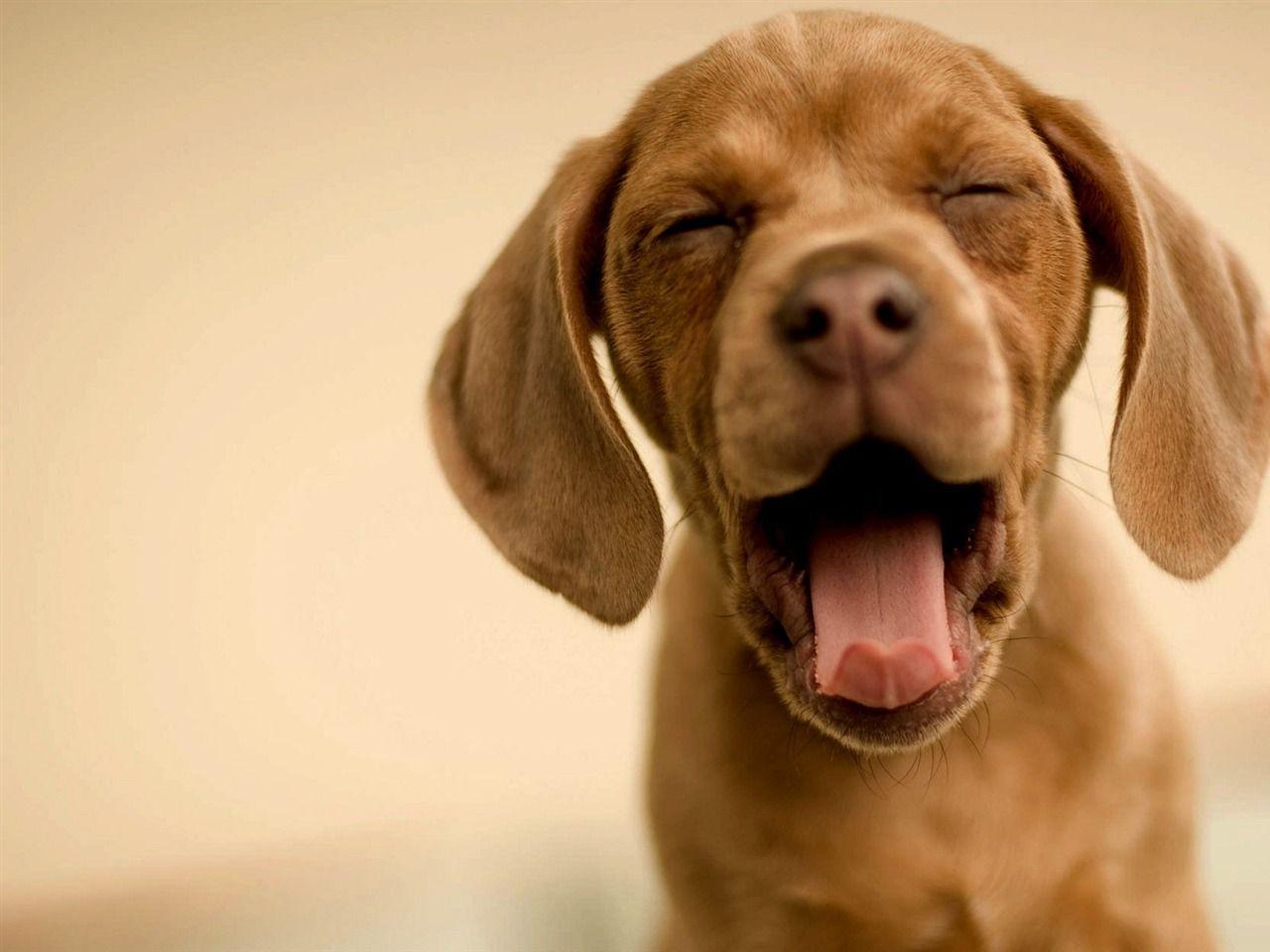 Funny Dog Wallpapers Wallpaper Cave