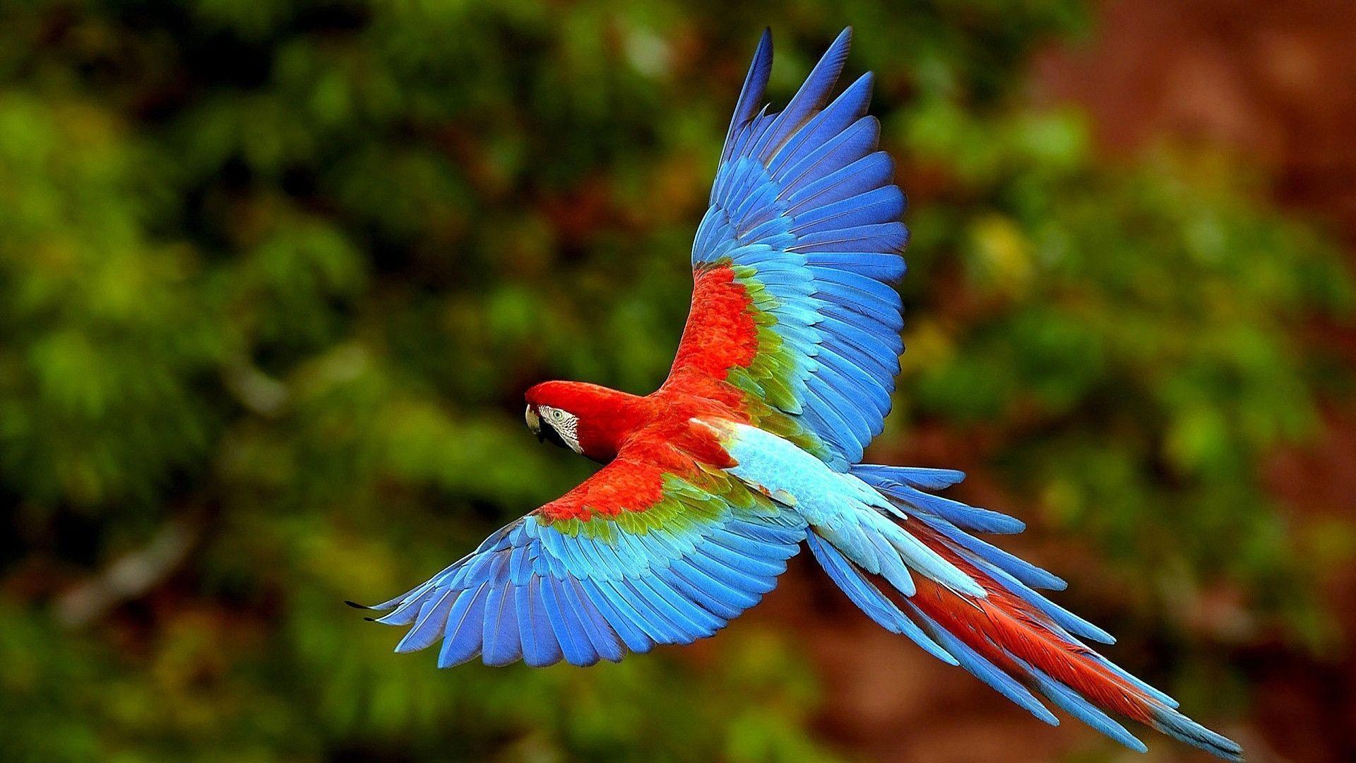 Flying parrot Wallpaper