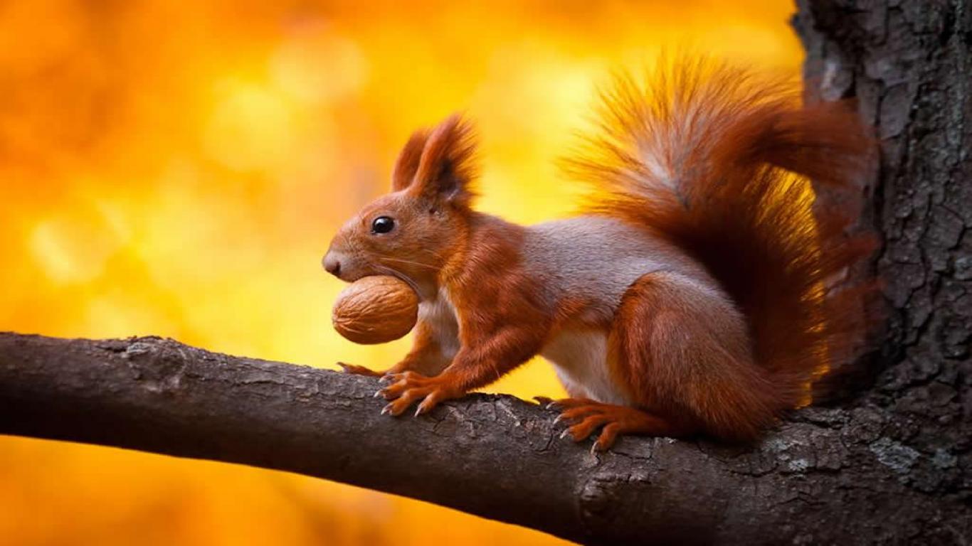 Memes For > Funny Squirrel Wallpaper