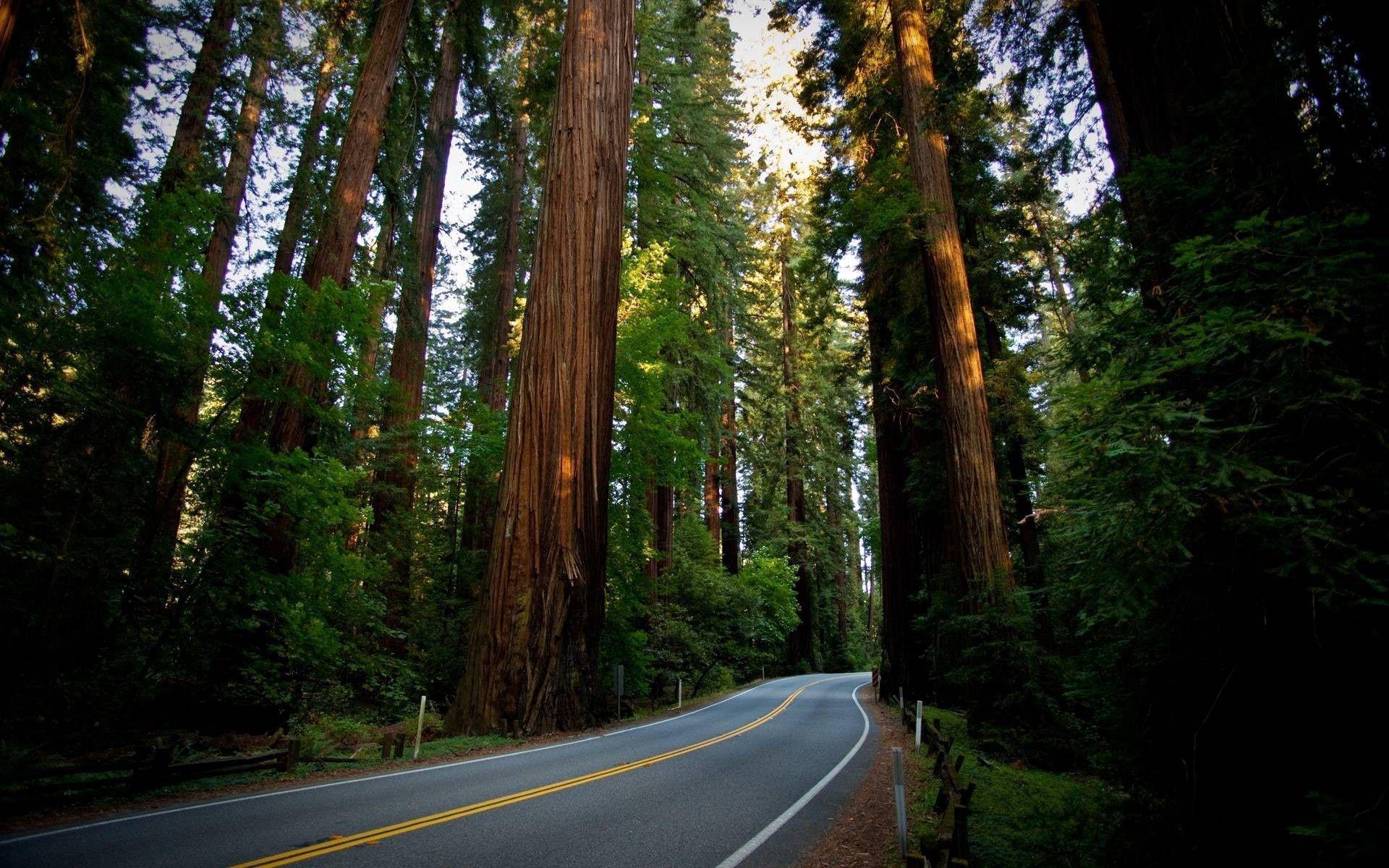 Redwood Forest Wallpapers - Wallpaper Cave