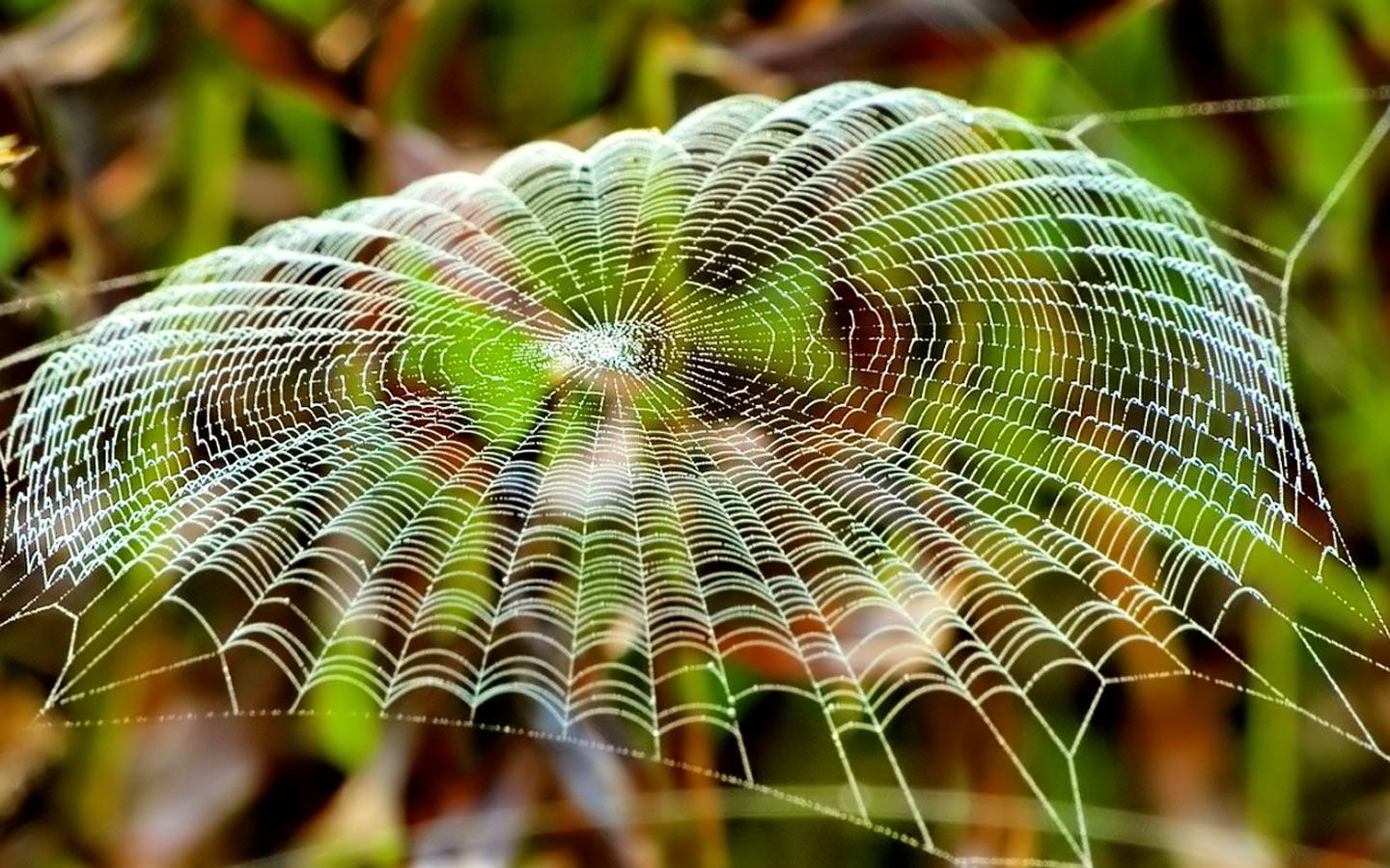 Desktop Wallpaper · Gallery · Animals · Complex spider web. Free