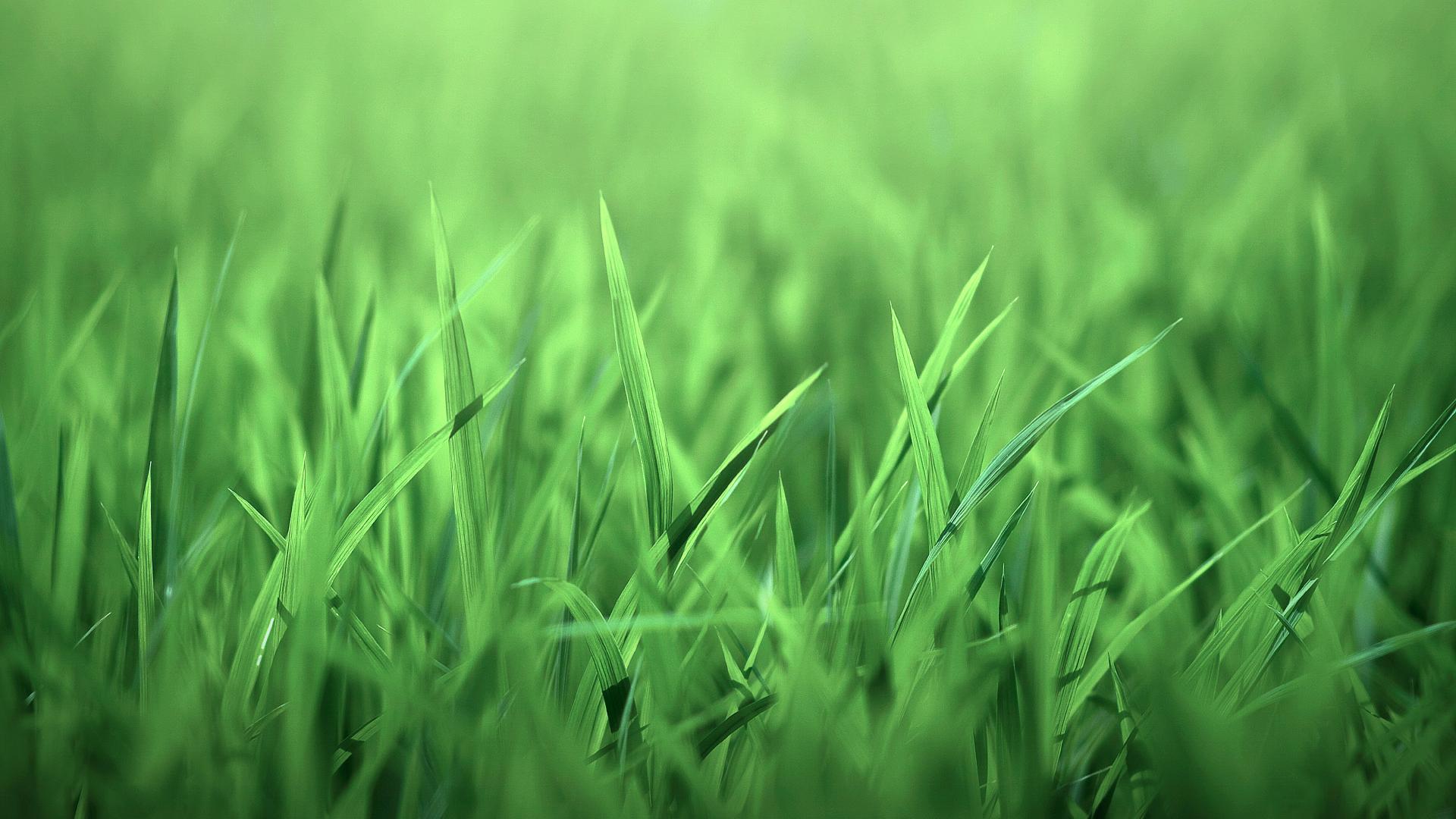 Nature Grass Wallpaper » Arthatravel.com