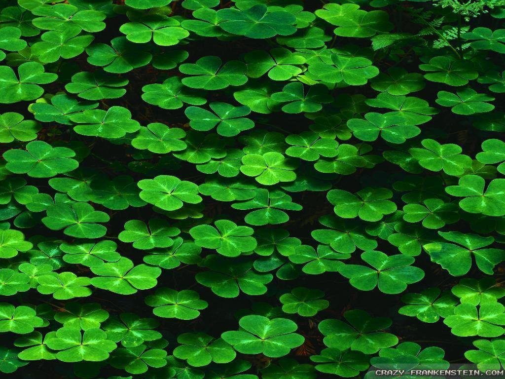 Shamrock Wallpapers - Wallpaper Cave