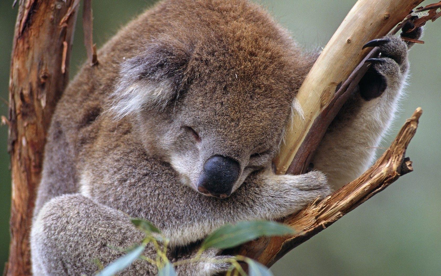 Sleeping koala wallpaper wallpaper - #
