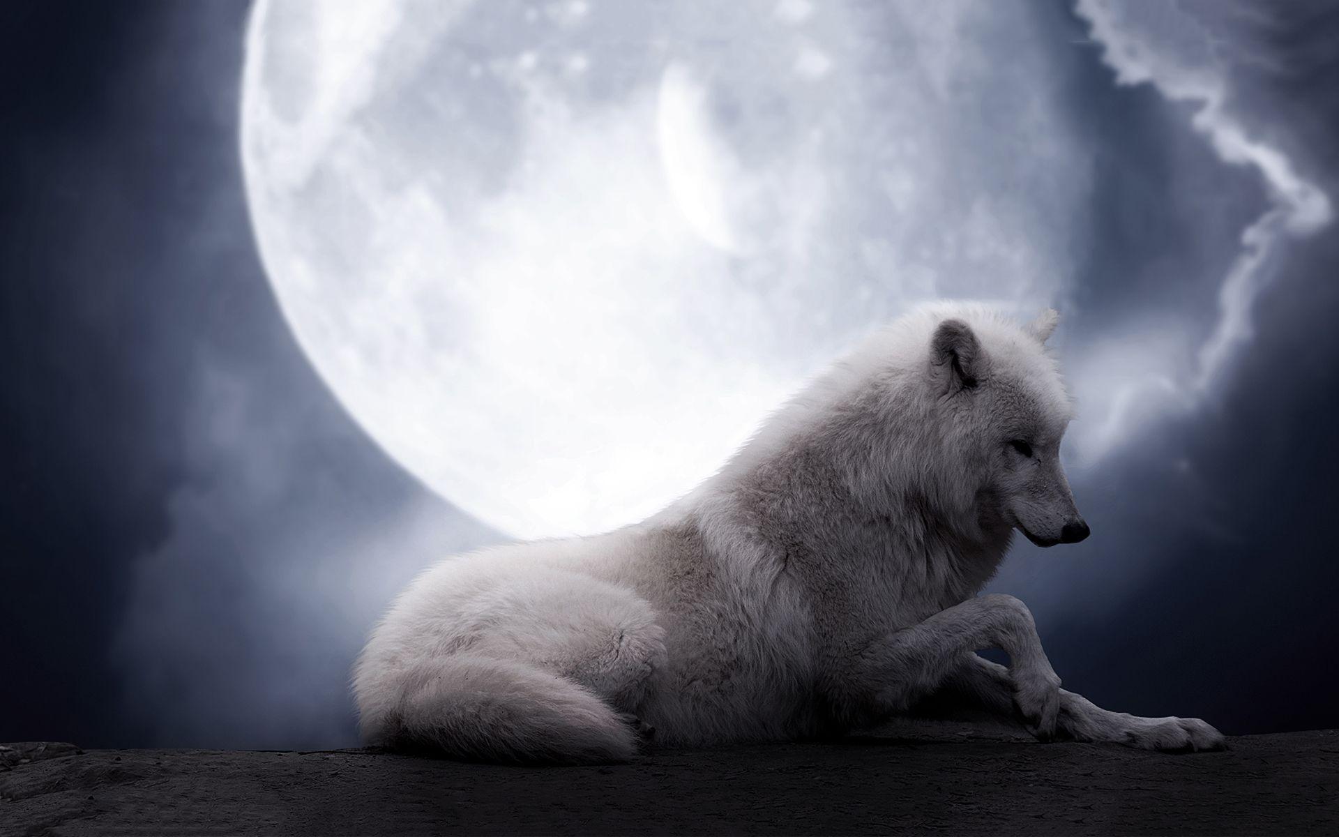 White wolf wallpaper for free HD. Free High Definition