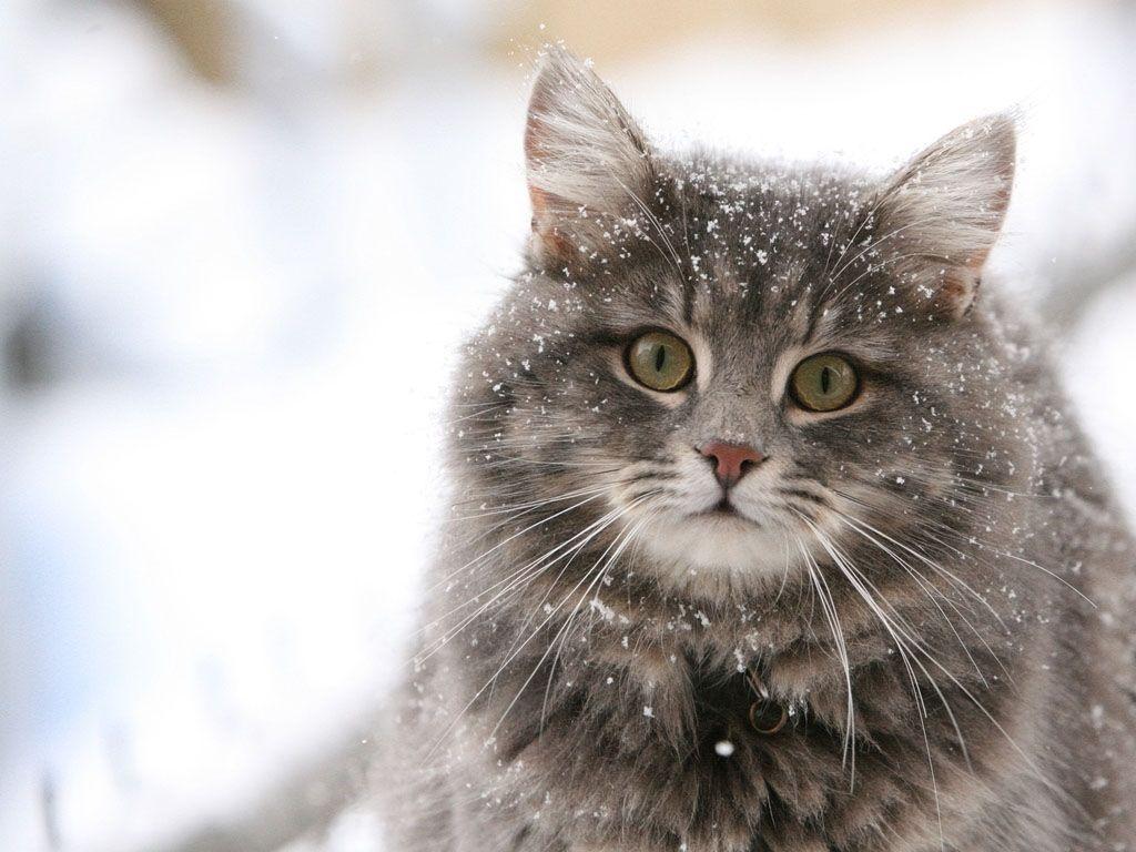 Cute cat in the snow desktop wallpaper HD WALLPAPERS