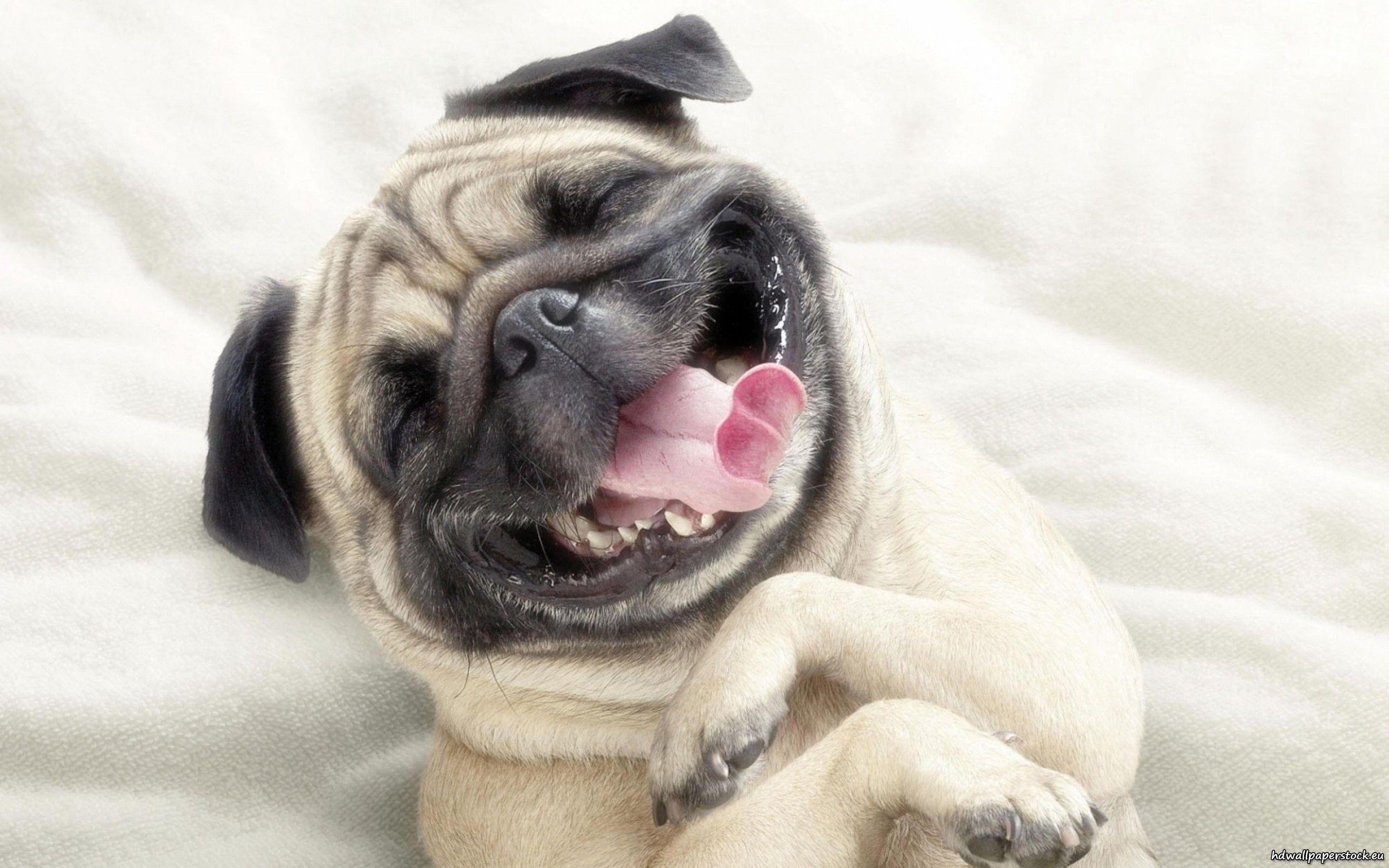 Funny Pug Full HD Wallpaper Desktop