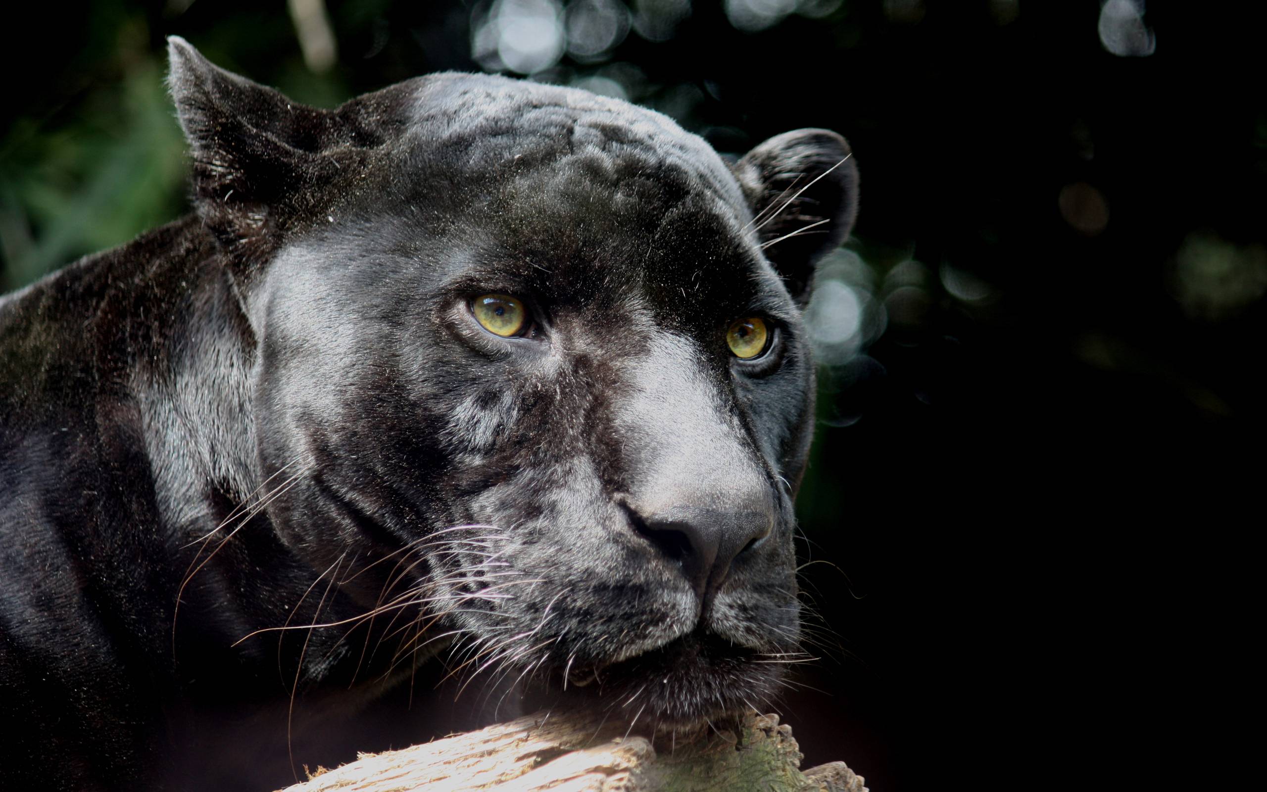 Black Panther Backgrounds - Wallpaper Cave