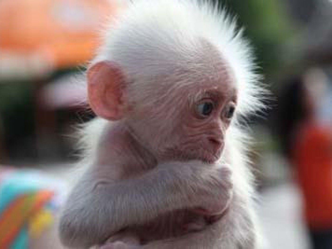 Funny Baby Monkey Wallpaper Image & Picture