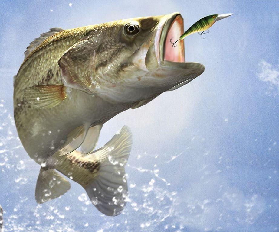Bass Fishing Wallpaper For iPhone. coolstyle wallpaper