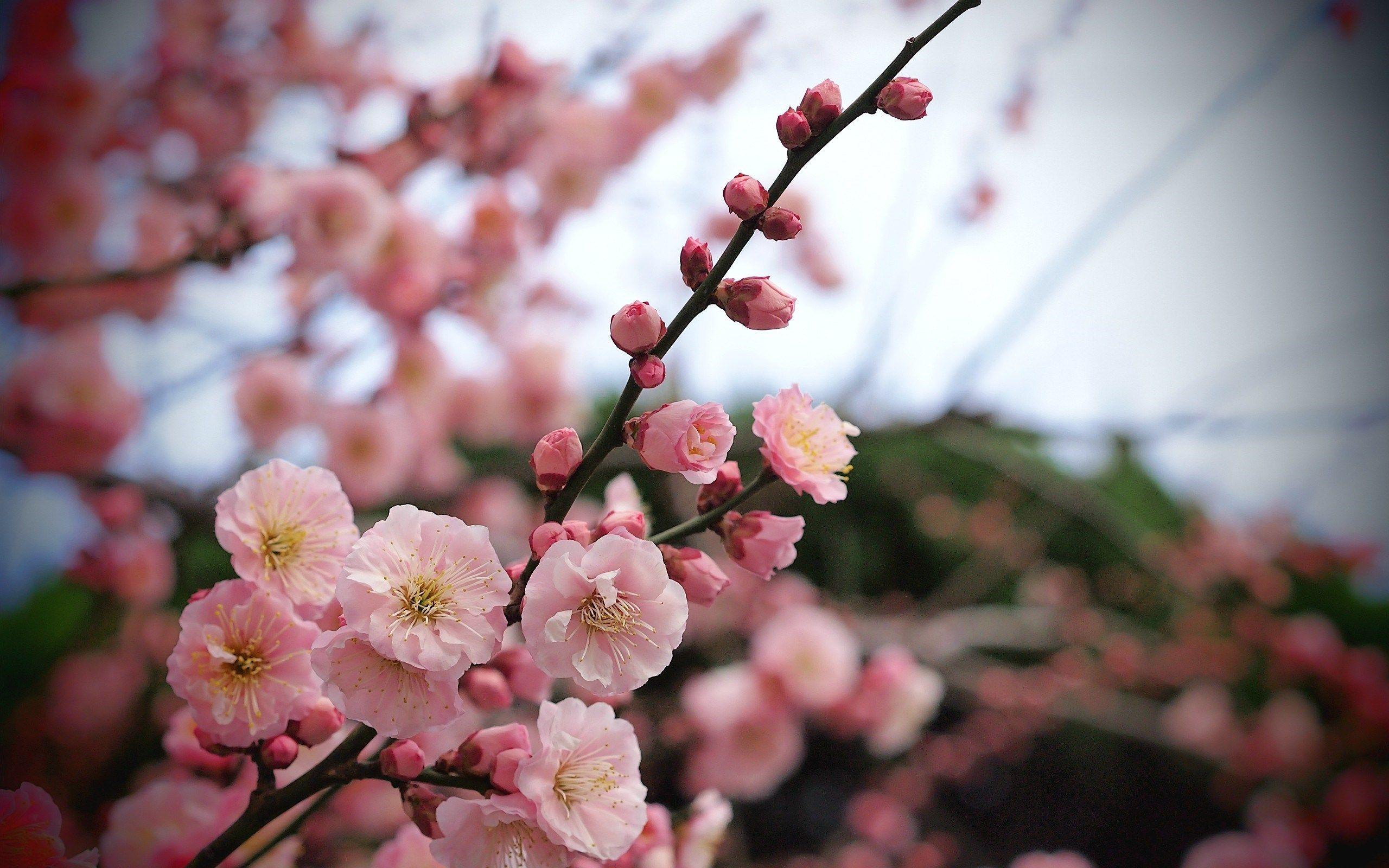 Small Pink Flowers Tree Apricot Nature HD Wallpaper