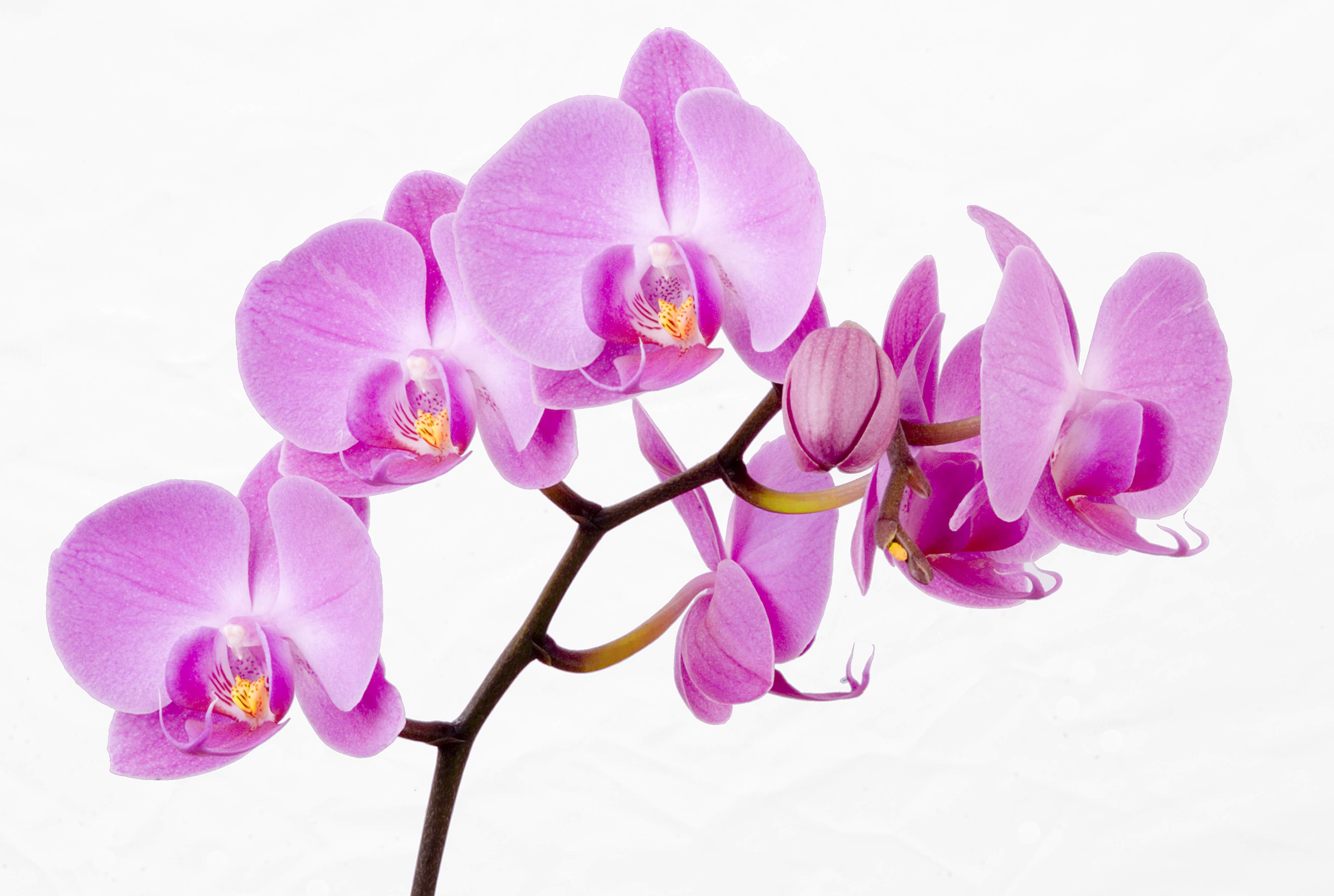 Flowers For > Pink Orchid Flower Wallpaper