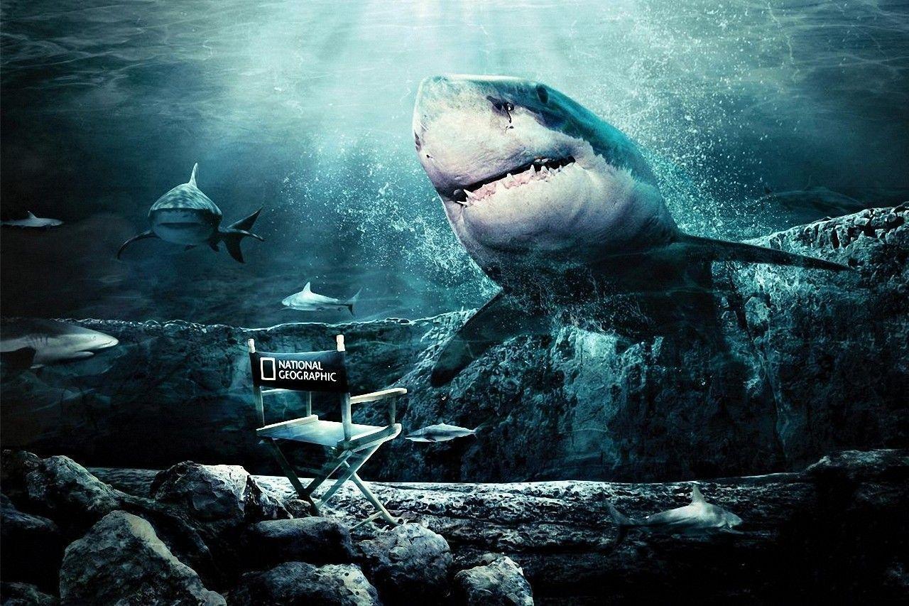 Download Animal Shark Wallpaper 1280x853