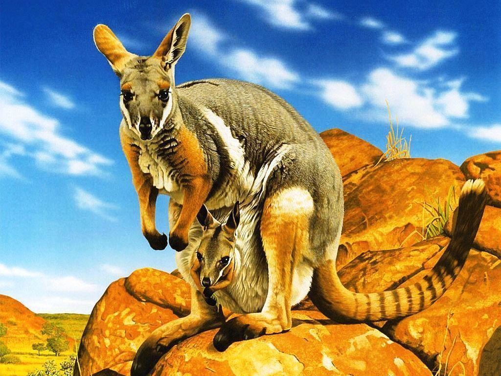 Kangaroo Pics HD (6) Wallpaper Is The Best Place Where You