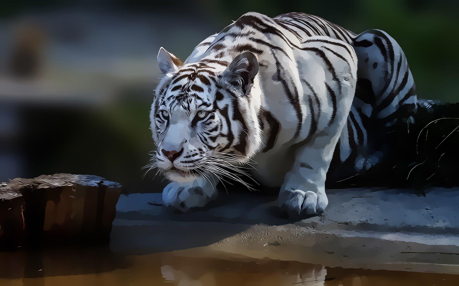 Wallpaper For > White Tiger Wallpaper 3D