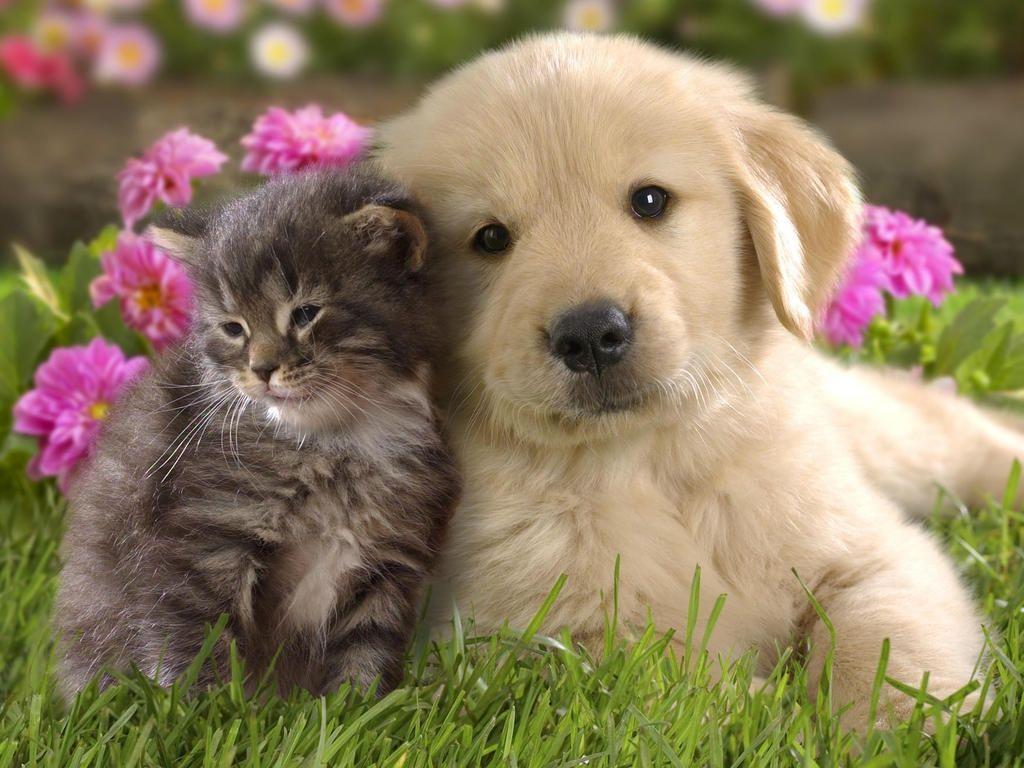 Cute Puppy And Kitten Wallpaper. fashionplaceface