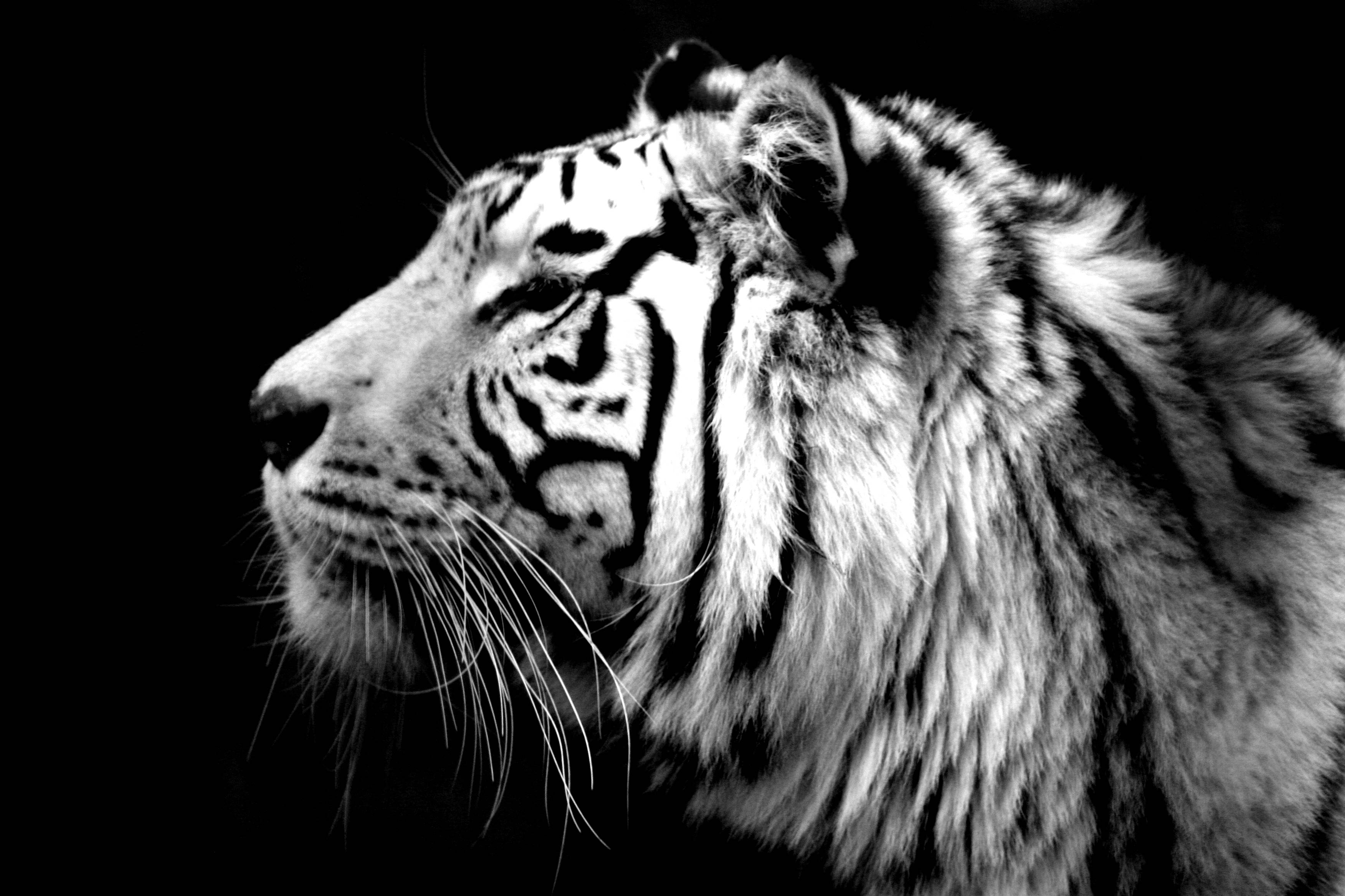 Animals For > White Tiger Face Wallpaper