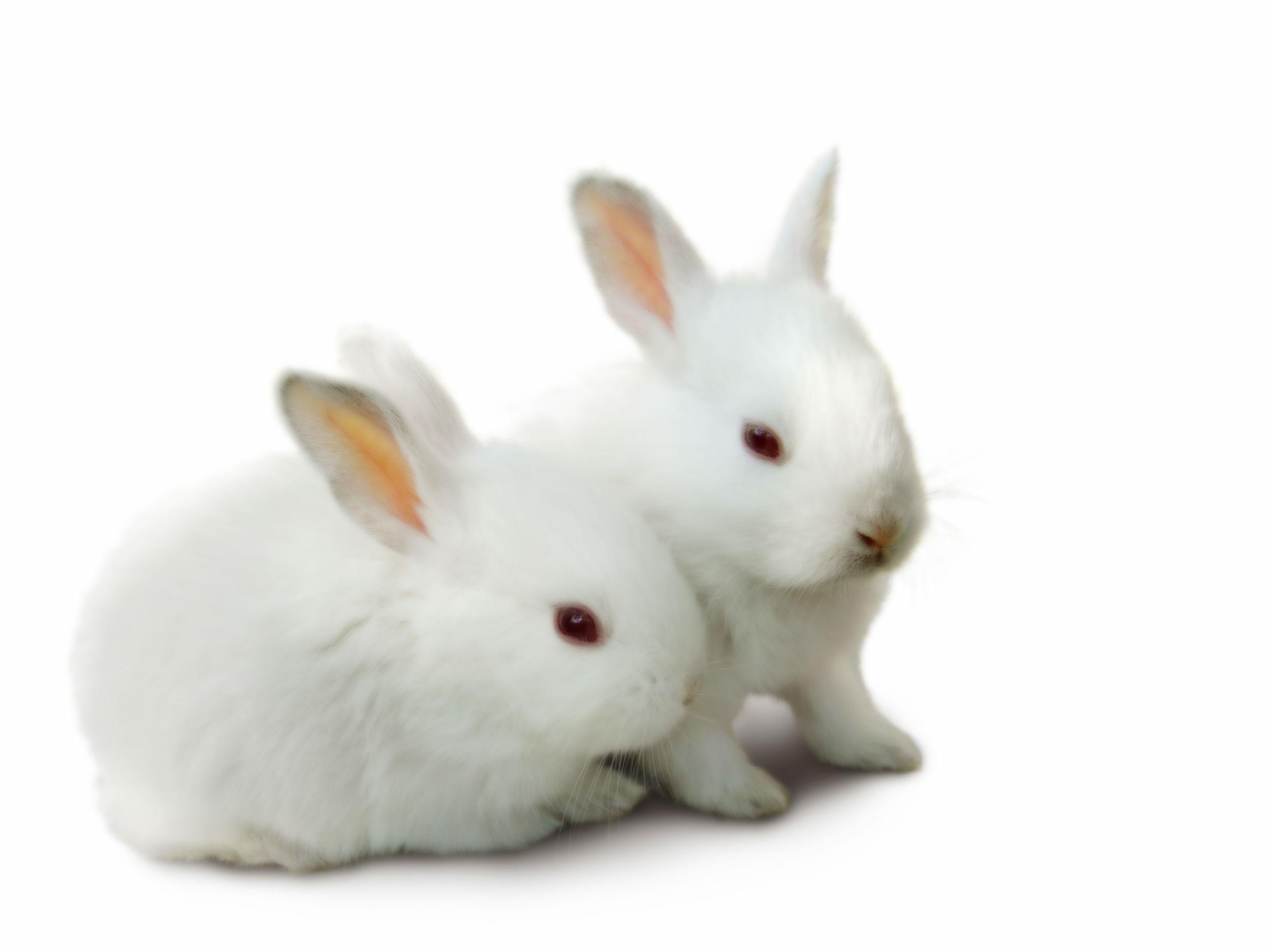 Animals For > Cute Rabbits Wallpaper For Desktop