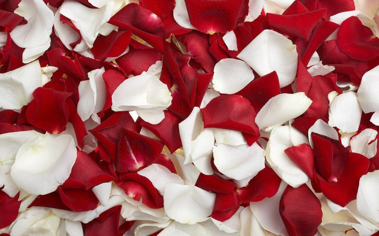 White And Red Rose Petals Netbook Desktop Wallpaper