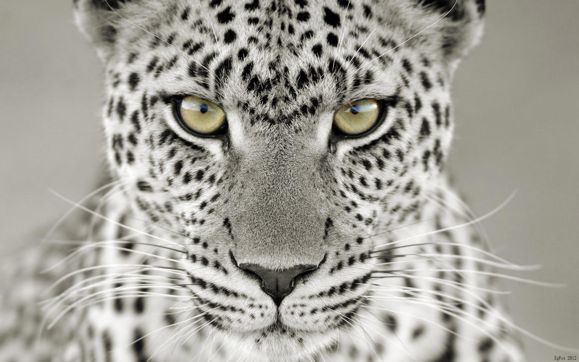 Wallpaper For > White Leopard iPhone Wallpaper