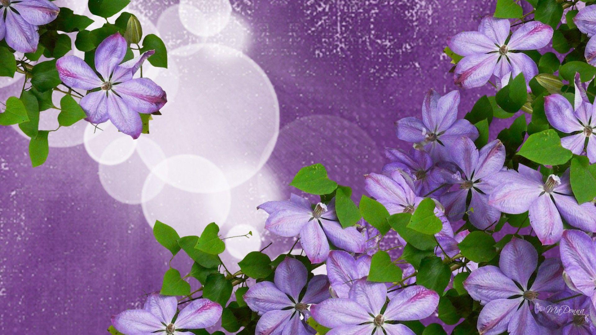 HD Lavender Flower Burst Wallpaper