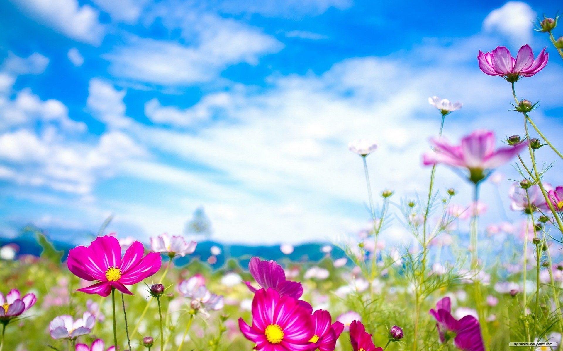 Free Spring Flowers Background HD Wallpaper