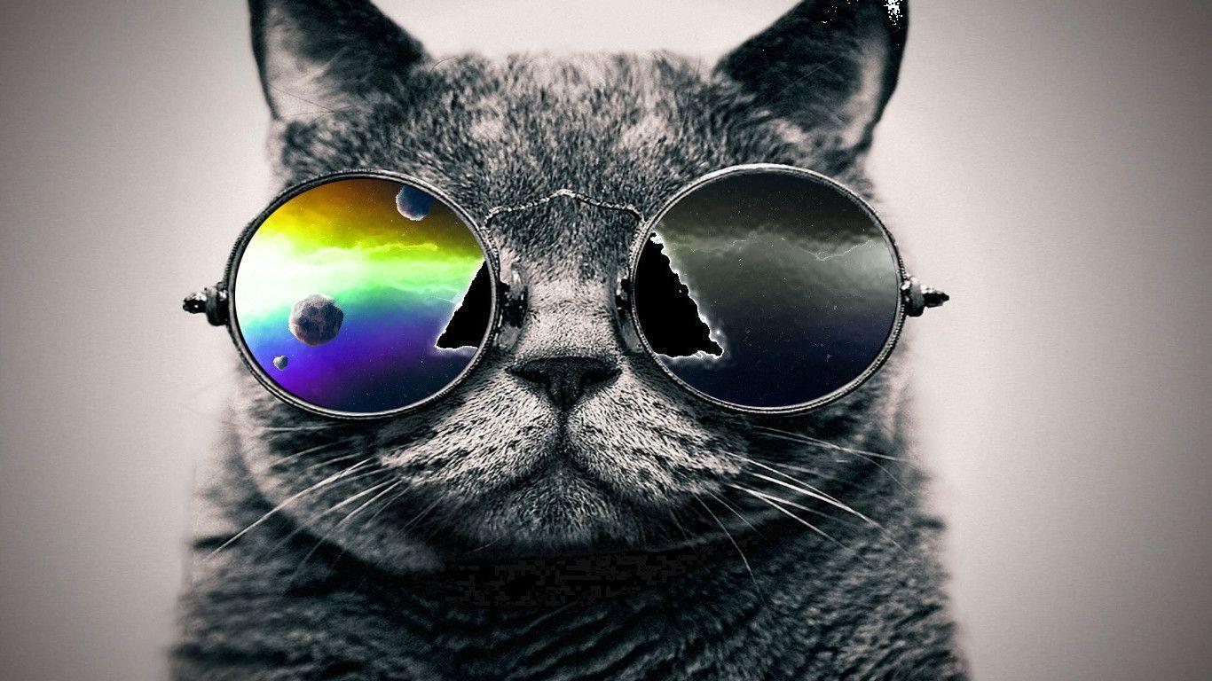 COOL CAT COMPUTER BACKGROUND. Image And Wallpaper