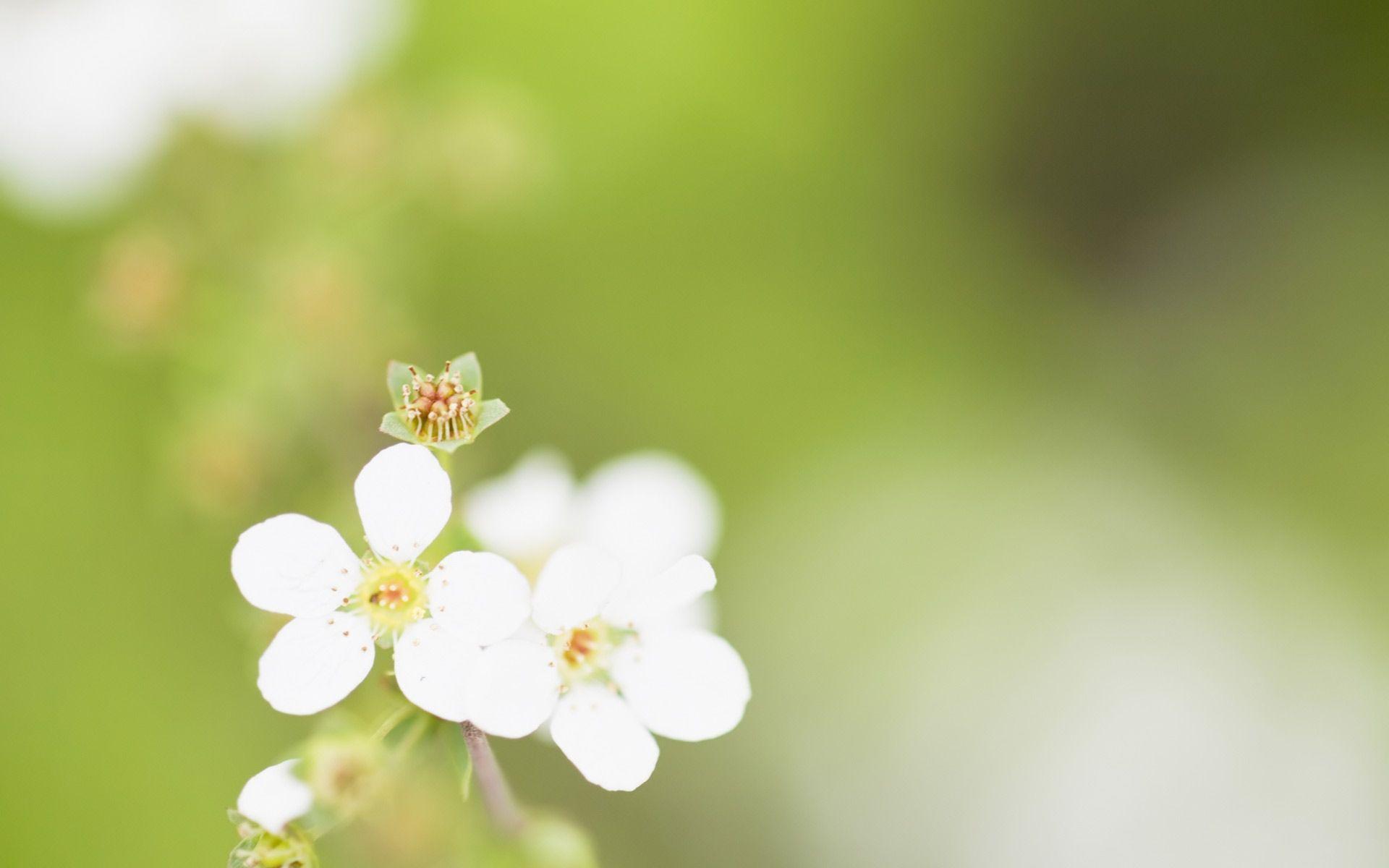 Desktop Wallpaper · Gallery · Nature · Spring blooming flowers